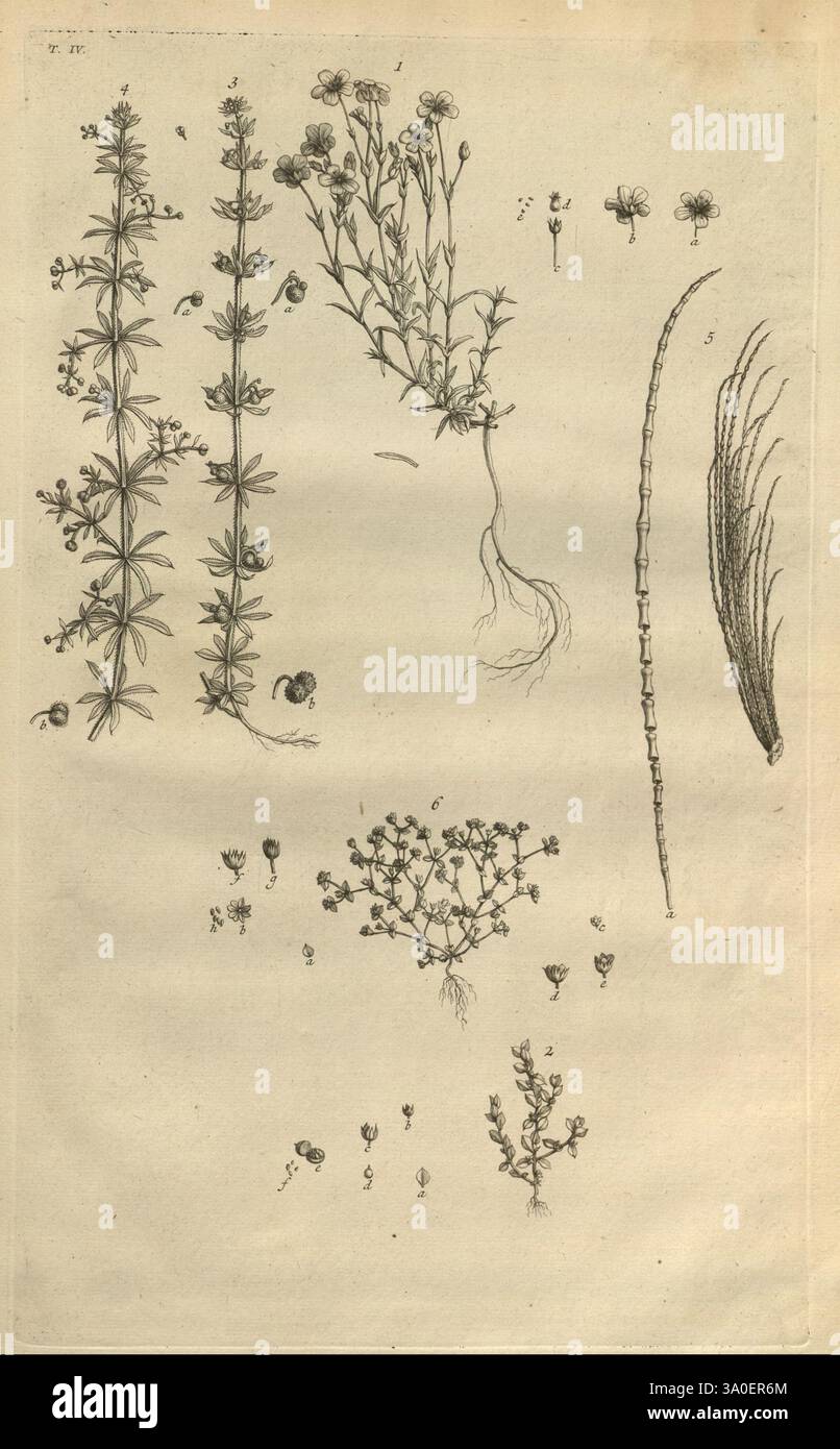 Botanicon parisiense, ou, Denombrement par ordre alphabetique des plantes, qui se trouvent aux environs de Paris, Leide, J. & H. Verbeek, 1727, plants, Paris, France, pays-Bas, botanique, 1727, non coloré, gravure sur cuivre, supports graphiques, œuvres pré-linnéennes, cette illustration présente un arrangement détaillé de diverses espèces végétales. Des tiges verticales proéminentes avec des branches minces et des fleurs délicates sont représentées en haut, mettant en valeur des structures florales complexes. Ci-dessous, un système racinaire émerge du sol, indiquant la base des plantes. À droite, une structure élancée et allongée suggère un autre bo Banque D'Images