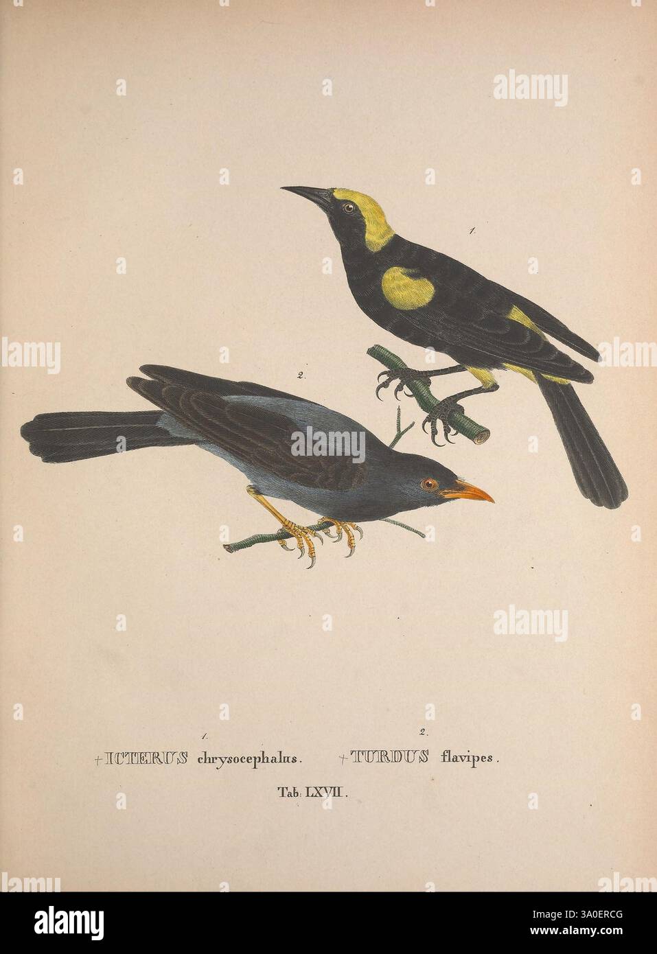 Avium, espèce, novae, quas, in, itinere, annis, MDCCCXVII-MDCCCXX, PER, Brasiliam, Monachii, Impensis, éditores, 1838-1839, oiseaux, Brésil, description, et, voyage, image, Works, l'illustration présente deux espèces d'oiseaux distinctes perchées sur des branches minces. L'oiseau supérieur, identifié comme ictère chrysocephalus, possède un plumage jaune et noir saisissant, avec sa tête jaune vif contrastant avec le corps noir élégant. En revanche, l'oiseau inférieur, connu sous le nom de Turdus flavipes, affiche une palette plus discrète avec des plumes gris foncé et un bec jaune orangé vif. Les deux oiseaux sont représentés Banque D'Images