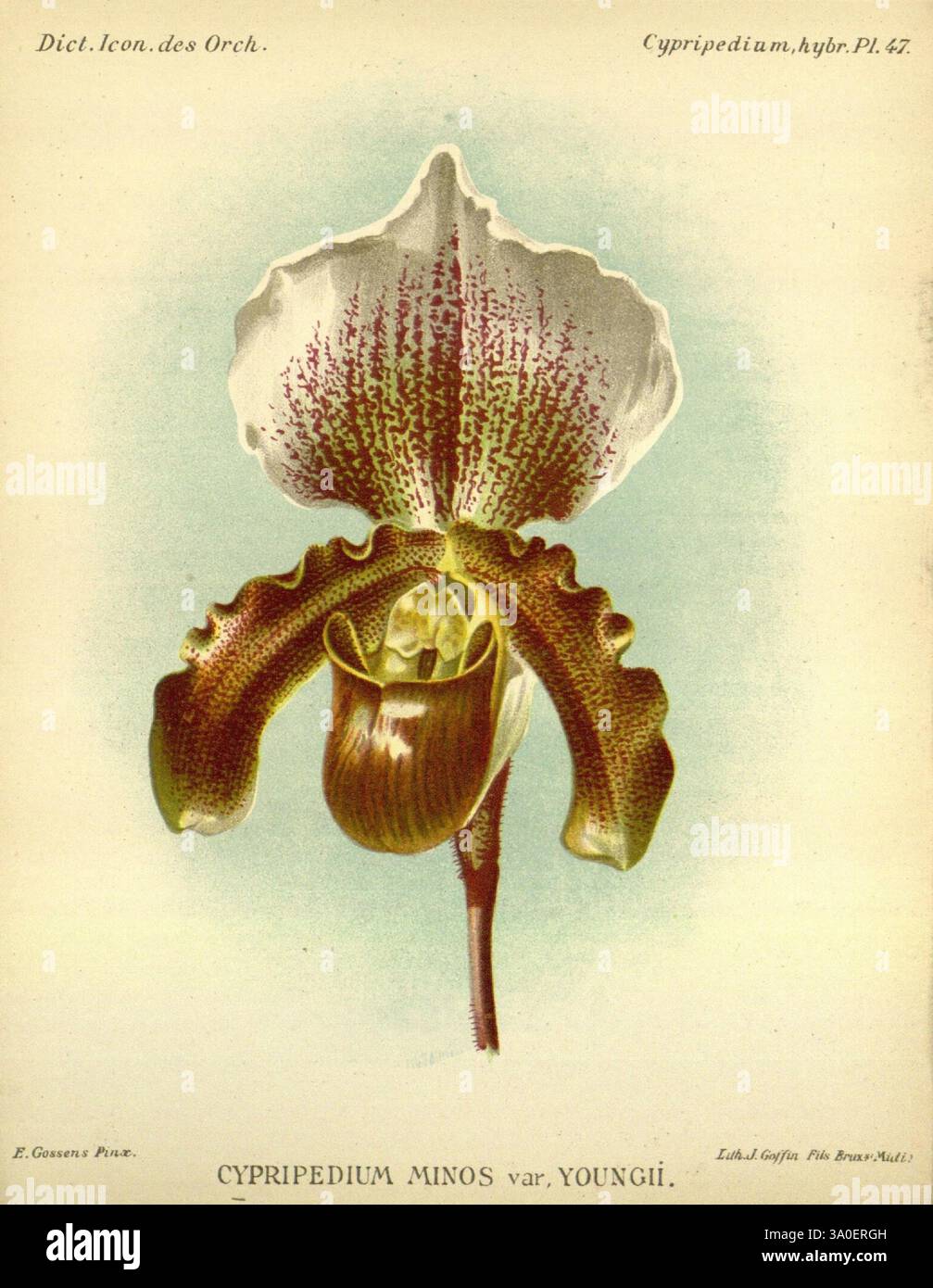 Dictionnaire iconographique des orchidees, 1896-1907 botanique, Orchidaceae, œuvres picturales, Cypripedium, une orchidée magnifiquement illustrée connue sous le nom de Cypripedium Minos var. Youngii, mettant en valeur ses caractéristiques distinctives. La fleur affiche des motifs et des textures complexes, caractérisés par une structure proéminente en forme de poche qui ajoute une élégance unique. Les couleurs se mélangent harmonieusement, soulignant les veines délicates et les marques sur les pétales. Entourant la fleur centrale, le feuillage vert luxuriant complète la forme frappante de l'orchidée, soulignant sa beauté naturelle. Cette représentation capture l'int Banque D'Images