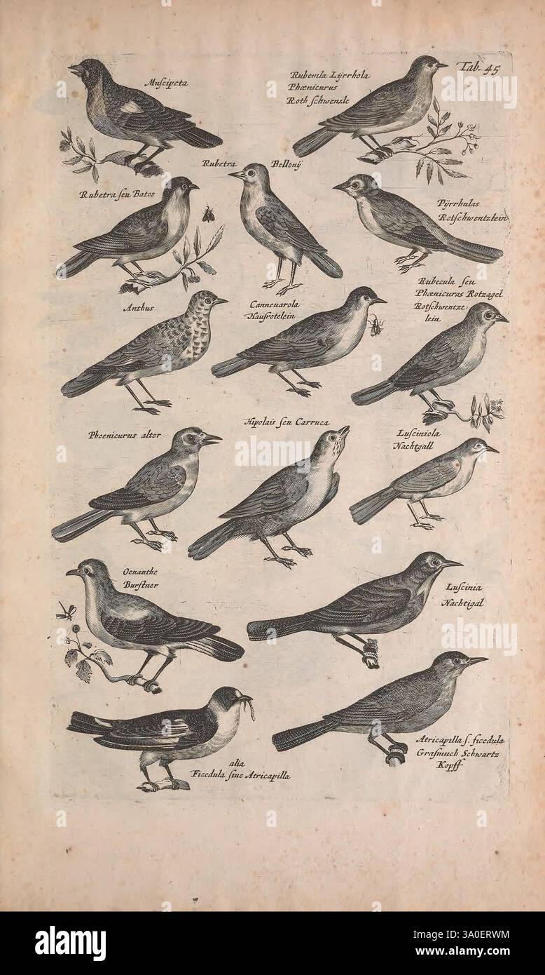 Historiae naturalis de quadrupedibus libri Amstelodami apud Ioannem Iacobi fil. Schipper MDCLVII [1657] oiseaux animaux insectes serpents zoologie travaux pré-linnéens, cette illustration présente une collection de diverses espèces d'oiseaux, chacune méticuleusement détaillée et étiquetée sous eux. Les oiseaux sont présentés de manière organisée, mettant en valeur leurs caractéristiques uniques, telles que la forme du corps, les motifs de plumes et les structures du bec. L'arrangement comprend des espèces communes et moins connues, mettant en évidence la diversité au sein du monde aviaire. Chaque oiseau est identifié avec son nom scientifique, en fournissant c Banque D'Images