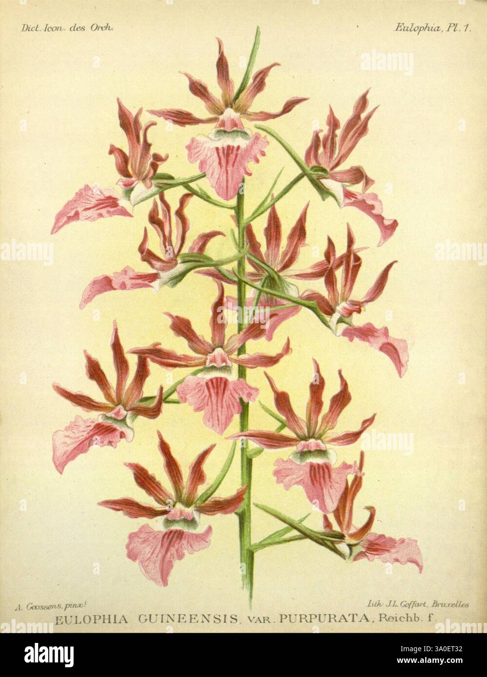 Dictionnaire iconographique des orchidees, 1896-1907, botanique, Orchidaceae, œuvres picturales, Alphonse Goossens, 2, orchidée, fleurs, Eulophia guineensis, Eulophia guineensis var. Purpurata, taxonomie : trinomial= Eulophia guineensis purpurata, Une étude botanique magnifiquement illustrée mettant en valeur la variété purpurata Eulophia guineensis. L'œuvre d'art présente un arrangement floral haut et élégant caractérisé par des fleurs délicates, rose-violet avec des marques complexes de pétales. Les fleurs sont structurées dans une formation gracieuse et en cascade, soulignant leur beauté naturelle. Chaque fleur est détaillée avec Banque D'Images