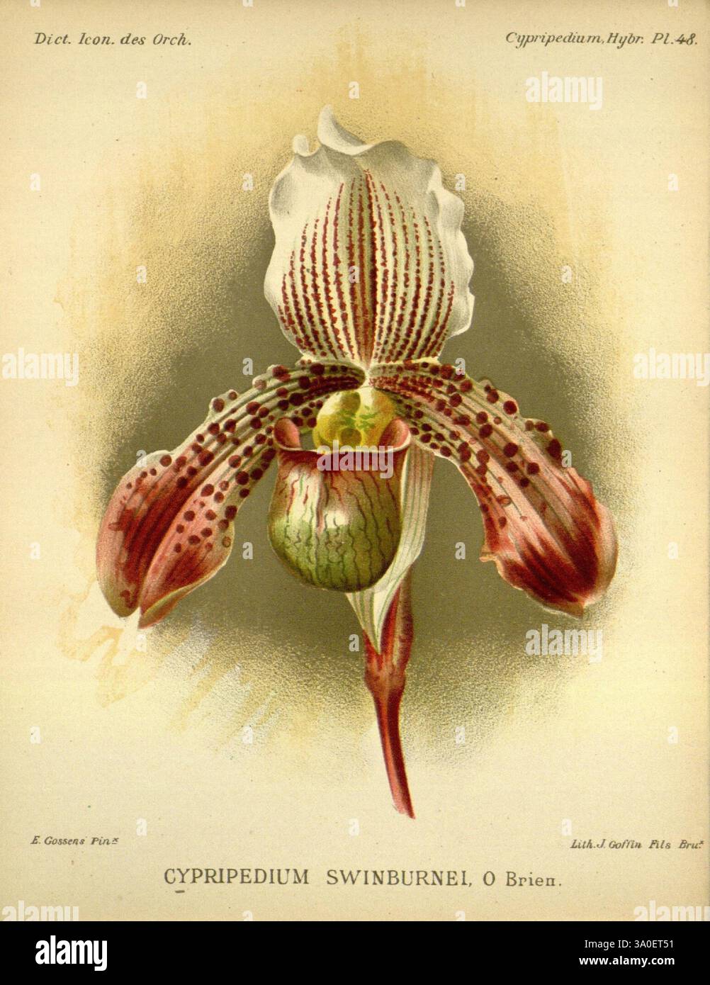 Dictionnaire iconographique des orchidees, 1896-1907, botanique, Orchidaceae, œuvres picturales, Cypripedium, l'illustration présente une orchidée Cypripedium Swinburnei, caractérisée par sa structure florale unique et complexe. Les fleurs présentent un mélange de couleurs riches, avec des motifs frappants sur les pétales qui comprennent des taches et des lignes. Le labellum, ou poche, se détache en évidence au centre, ressemblant à une petite tasse délicate, et est entouré de pétales élégamment formés qui se courbent vers l'extérieur. La composition globale capture la beauté délicate et la complexité de cette espèce d'orchidée, mettant en évidence Banque D'Images