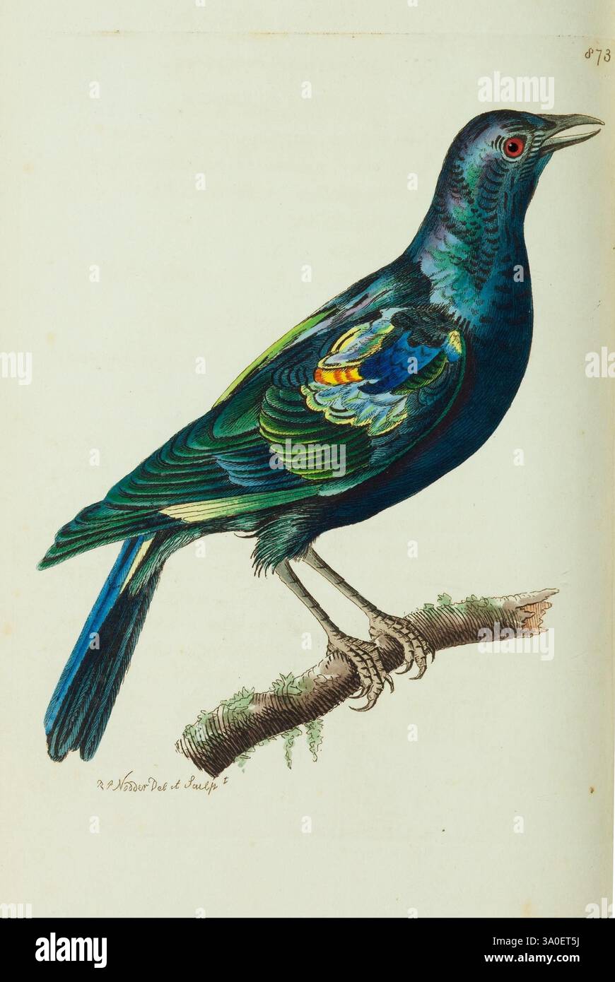 The Naturalist's Miscellany, ou figures colorées d'objets naturels Londres, imprimé pour Nodder & Co. 1789-1813, animaux, œuvres picturales, zoologie, musées, Victoria, Un oiseau aux illustrations éclatantes perché sur une branche, présentant un superbe éventail de plumages bleu et vert irisé. Ses longues plumes de queue sont d'un bleu frappant, tandis que les ailes présentent des notes de jaune et de vert. L'oiseau a un œil rouge distinct qui contraste magnifiquement avec ses plumes colorées. Cette représentation capture les détails complexes de l'anatomie de l'oiseau, y compris son bec pointu et ses pattes minces, invitant le spectateur à appliquer Banque D'Images