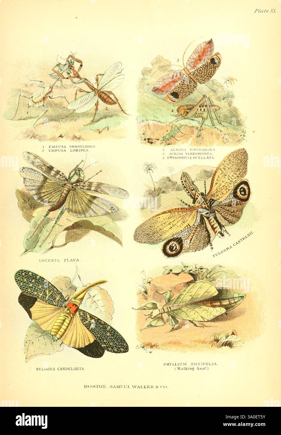 Boston Samuel Walker & Co. 1868-1870 c1868 Anthropologie œuvres illustrées Zoologie Empusa gongylodes Empusa Empusa lobipes Acridaviridis sima Acrida Grasshoppers Grasshoppers Grasshoppers insectes Acrida verruoivora Pterophylla ocellata Locusta flava Tettigonia viridissima Great green Bush cricket Fulgora castresii candelaria Pyrops increustiaria Pyrops couleurs de feuilles de feuilles de la gamme de feuilles de feuilles de Lancitrum. En haut, deux espèces sont représentées : Empusa cognata, Banque D'Images