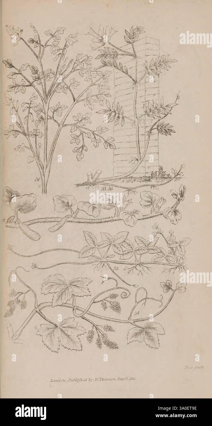 Elements of Botanany London, imprimé pour l'auteur par J. Whiting, 1812. Botanique, fleurs, tiges, feuilles, bulbes, Roots, Une illustration botanique mettant en valeur une variété d'espèces végétales, mettant l'accent sur leurs détails et structures complexes. Au sommet, une plante haute et à tige mince présente des fleurs délicates et des feuilles allongées. En dessous, plusieurs vignes rampantes affichent leurs formes et textures uniques de feuilles, avec des vrilles visibles et des tiges de curling. La section inférieure met en évidence un amas de feuilles et une croissance traînante, suggérant une connexion au sol, indiquant peut-être une nature rampante ou montante. Banque D'Images