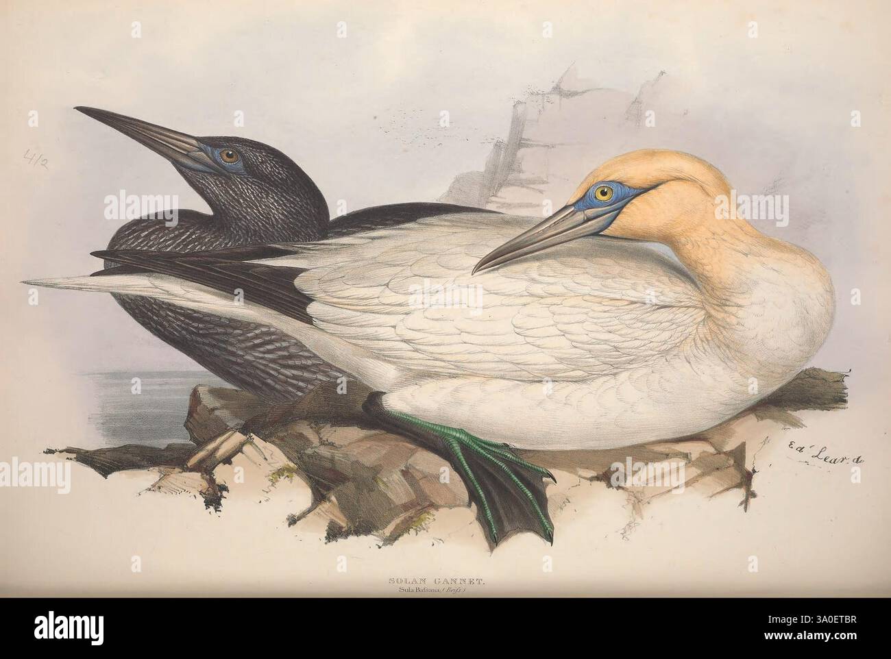 Les oiseaux d'Europe, Londres, 1837, oiseaux, Europe, œuvres picturales, Edward Lear, cette œuvre met en valeur une paire de gannets reposant sur un rivage rocheux. Le premier oiseau, au plumage majoritairement noir, possède une forme épurée et un profil élégant, son bec pointu dirigé légèrement vers le haut. En revanche, le deuxième gannet présente des plumes blanches frappantes avec une teinte dorée sur sa tête et un œil turquoise vif. Les deux oiseaux présentent des attributs uniques, y compris des textures de plumes distinctives et des couleurs qui soulignent leurs différences. Ils sont positionnés étroitement ensemble, incarnant un moment de calme A. Banque D'Images