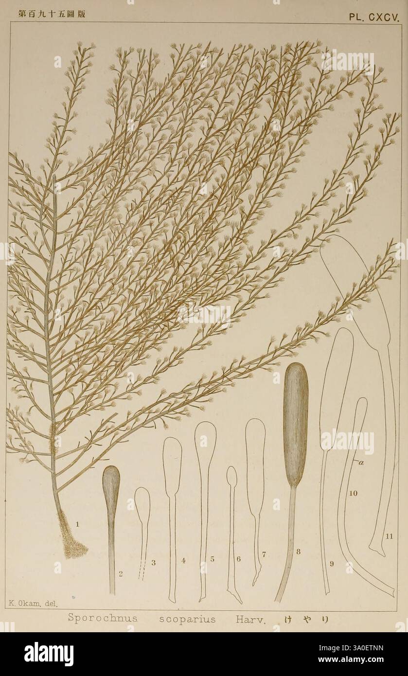 Icônes des algues japonaises, Tokyo, Kazamashobo 1907-1942, Japon, algues, botanique, œuvres picturales, Woods Hole, cette illustration présente un rendu détaillé de la plante marine *Sporodiscus sosaeparius*, mettant en valeur une branche délicate et plumeuse avec de nombreuses feuilles minces et allongées. À côté du spécimen principal, une série de diagrammes étiquetés montrent les structures reproductrices de la plante, y compris les sporanges, qui sont représentées en différentes tailles et formes. Chaque section est méticuleusement dessinée pour mettre en évidence les détails complexes de l'anatomie de la plante, fournissant une étude complète de sa morphologie. Le c Banque D'Images