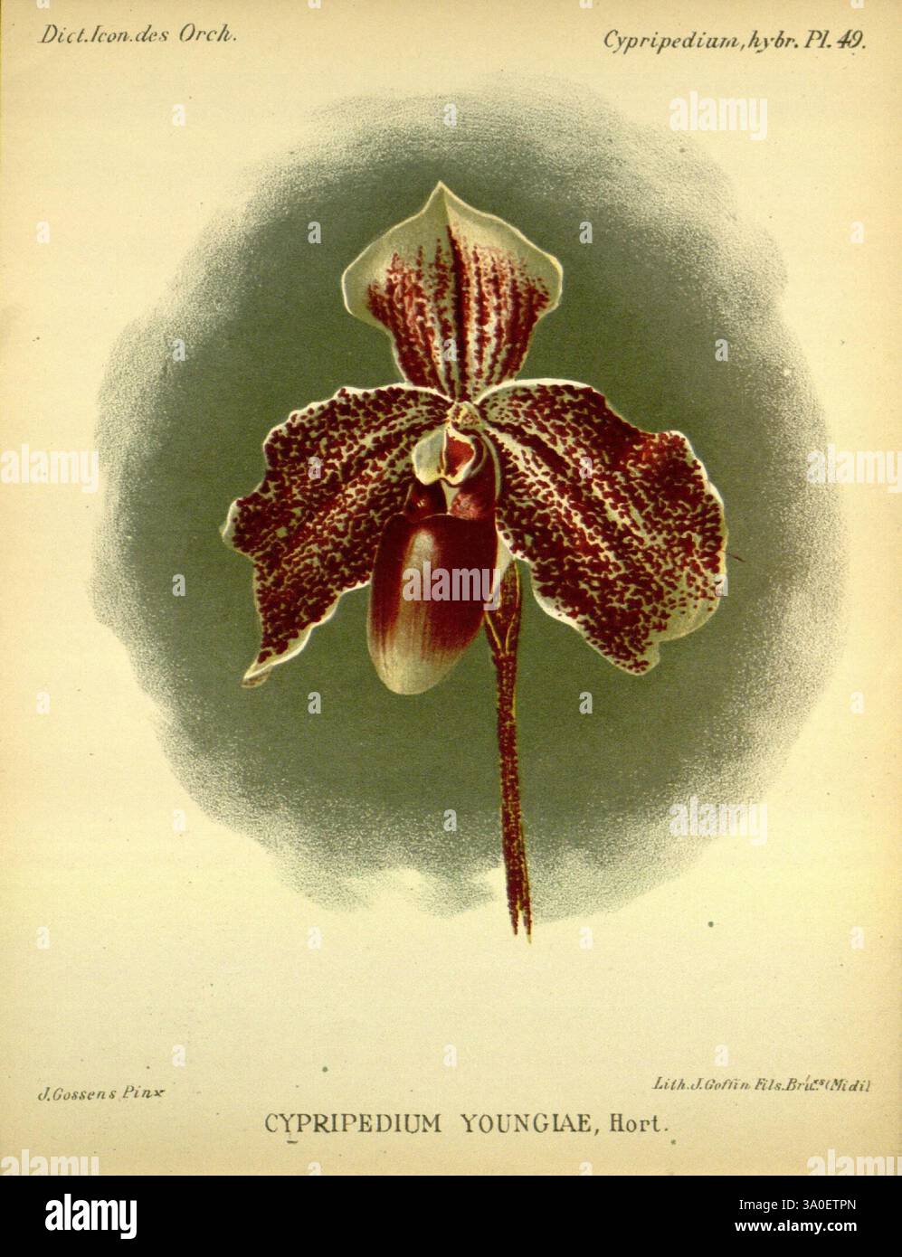 Dictionnaire iconographique des orchidees, 1896-1907 Botanique, Orchidaceae, œuvres picturales, Cypripedium, une illustration magnifiquement détaillée du jeune Cypripedium, communément appelé orchidée de pantoufle de la dame. Cette orchidée affiche des caractéristiques distinctives, y compris ses pétales aux motifs saisissants avec de riches nuances de brun et de marron, accentuées par de délicates stries plus claires. Le labellum unique en forme de poche, ressemblant à une pantoufle, est bien en évidence, mettant en valeur sa forme unique. Entourant la fleur, un dégradé subtil rehausse son élégance délicate, attirant l'attention sur les détails complexes Banque D'Images