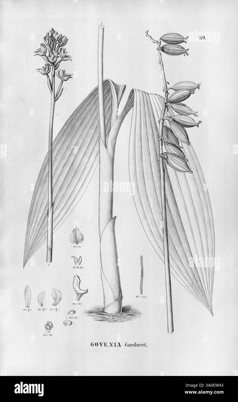 Flora brasiliensis, enumeratio plantarum in Brasilia hactenus detectarum, Monachii et Lipsiae [Munich et Leipzig], R. Oldenbourg, 1840-1906, Brésil, Allemagne, gravure, botanique, 1840, non coloré, botanistes, œuvres picturales, supports graphiques, cette illustration met en valeur la Govenia gardneri, membre de la famille des orchidées. L'œuvre d'art présente les feuilles allongées distinctes de la plante, caractérisées par des nervures proéminentes qui ajoutent de la texture. À droite, des grappes de fleurs délicates émergent d'une épine centrale, chacune représentant des structures de pétales complexes. Sous le dessin principal se trouvent des représentations plus petites de f Banque D'Images