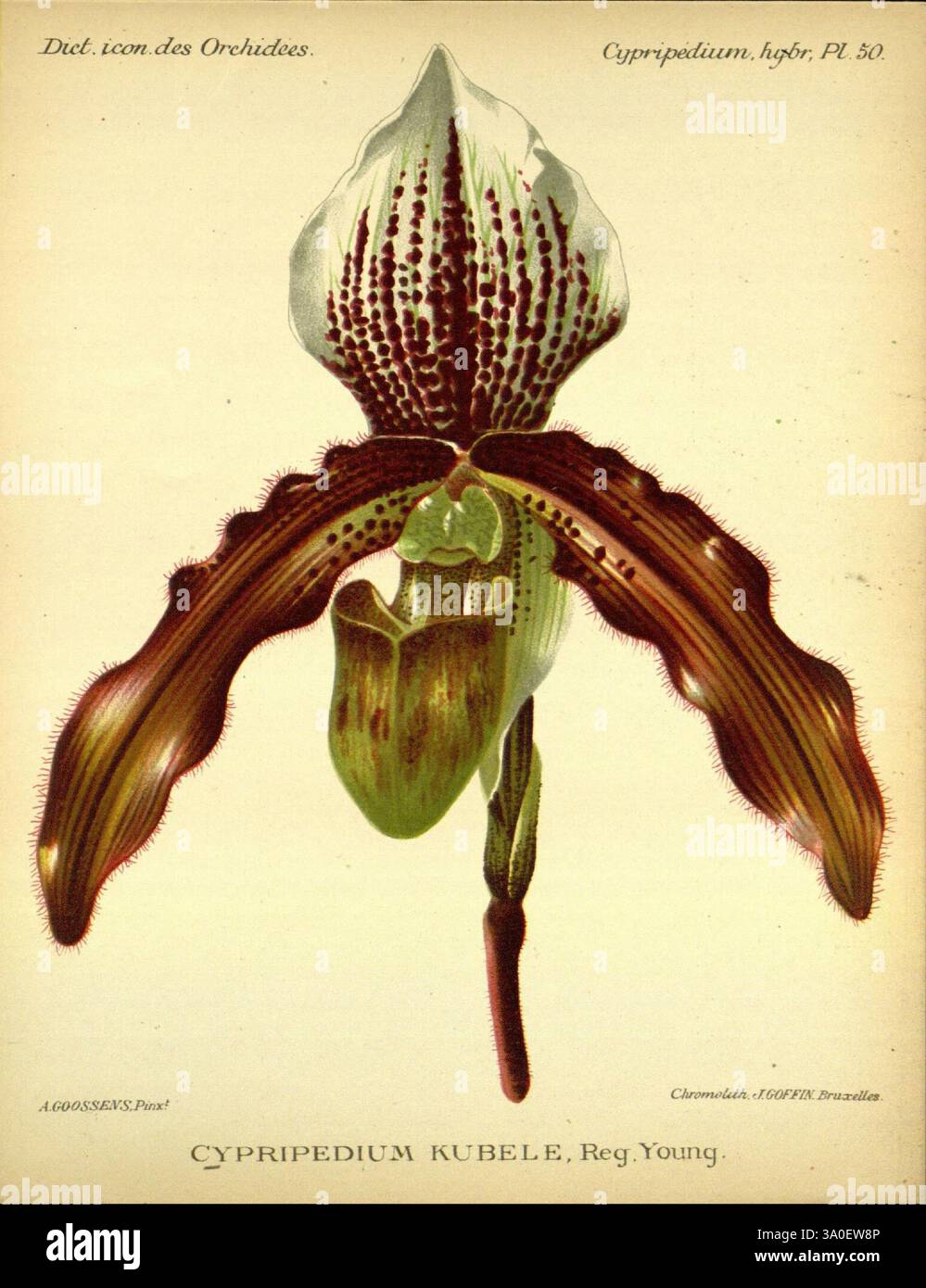 Dictionnaire iconographique des orchidees, 1896-1907, botanique, Orchidaceae, œuvres picturales, Cypripedium, cette illustration représente un Cypripedium kubelianum, une espèce remarquable d'orchidée connue pour sa forme unique et son motif vibrant. La fleur présente une grande structure arrondie en forme de poche en son centre, entourée de pétales élégamment incurvés qui affichent des marques et des textures complexes. Les couleurs vont des verts doux aux bruns riches et aux blancs délicats, soulignant la beauté exotique de l'orchidée. Des détails fins tels que les veines délicates sur les pétales et les variations subtiles de teinte capturent t Banque D'Images