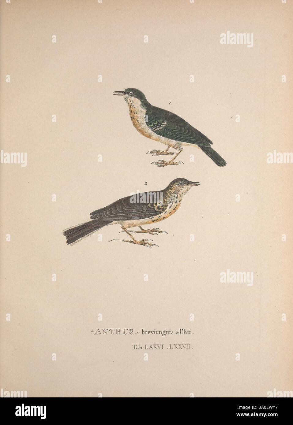 Avium species novae, quas in itinere annis MDCCCXVII-MDCCCXX per Brasiliam Monachii, Impensis editores, 1838-1839, oiseaux, Brésil, description et voyage, œuvres picturales, cette illustration présente deux espèces distinctes d'oiseaux appartenant au genre Anthus. L'oiseau supérieur montre un haut du corps vert-noir vibrant avec une gorge et une poitrine de couleur crème, présentant un motif délicat sur ses parties inférieures. Son cadre élancé et ses ailes allongées suggèrent une adepte en vol. L'oiseau inférieur, en revanche, affiche une palette plus discrète avec un motif brun et beige moucheté sur son plumage, reveali Banque D'Images