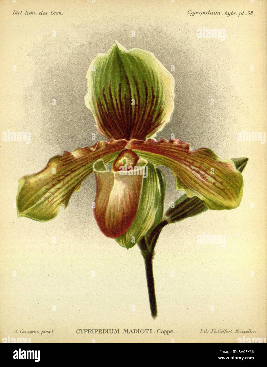 Dictionnaire iconographique des orchidees, 1896-1907, botanique, Orchidaceae, œuvres picturales, Cypripedium, Une représentation délicate d'une orchidée Cypripedium Madioti, mettant en valeur sa forme unique et ses détails complexes. La fleur présente une structure proéminente en forme de poche avec des nuances de vert, jaune et Bordeaux, créant un contraste saisissant. Les pétales sont élégamment disposés, soulignant les lignes fines et les textures qui rehaussent sa beauté. Sous la fleur, la tige est mince, soutenant la fleur tout en étant entourée d'ombrage doux et subtil qui ajoute de la profondeur à la composition. Cette représentation captu Banque D'Images