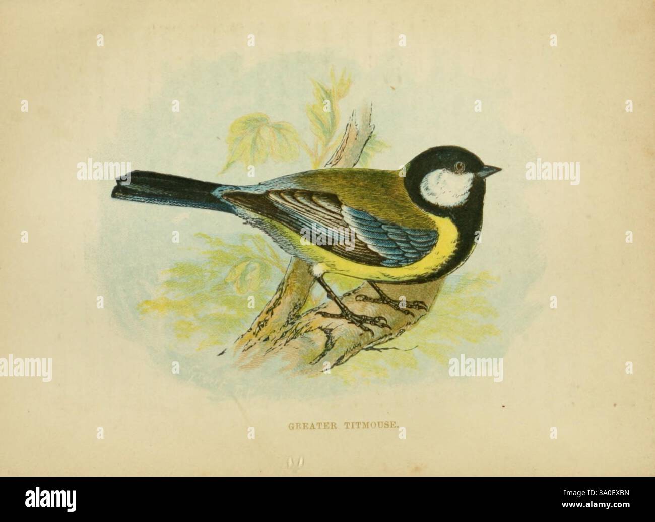 Notre, natif, chanteurs, Londres, imprimé, pour la, Société, pour promouvoir, chrétien, connaissance, 1853, oiseaux, Grande-Bretagne, parus, major Anne, Pratt, Un oiseau magnifiquement illustré perché délicatement sur une branche, mettant en valeur ses caractéristiques frappantes. L'oiseau présente un ventre jaune éclatant, contrasté par un plumage bleu foncé et noir sur le dos et la tête. Son œil est lumineux et alerte, ajoutant à son caractère vivant. Le feuillage environnant est rendu en douceur, améliorant l'esthétique naturelle globale de la scène. L'illustration capte l'essence de cette espèce captivante, invitant à l'admiration Banque D'Images