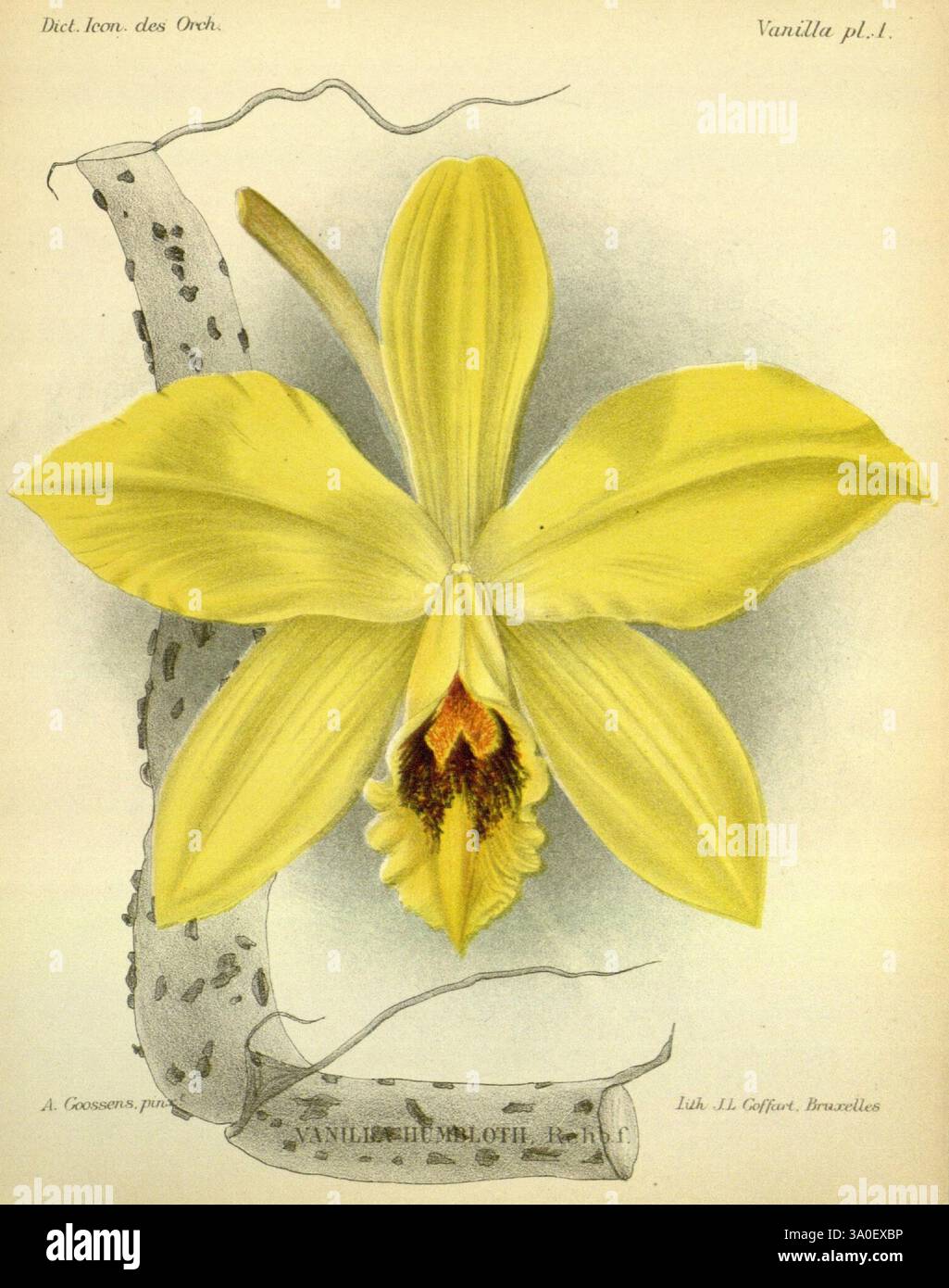 Dictionnaire iconographique des orchidees, 1896-1907, botanique, orchidaceae, œuvres picturales., cette illustration présente une orchidée jaune éclatante, connue scientifiquement sous le nom de Vanilla planifolia. La fleur présente de larges pétales allongés qui se déploient gracieusement vers l'extérieur, mettant en valeur des détails complexes dans sa structure. Le centre de la fleur présente une teinte riche et profonde, accentuée de fines marques, attirant le regard vers ses parties reproductrices uniques. Autour de l'orchidée sont des éléments délicats et texturés qui suggèrent l'habitat naturel de la plante, ainsi que des annotations qui fournissent des informations botaniques. Banque D'Images