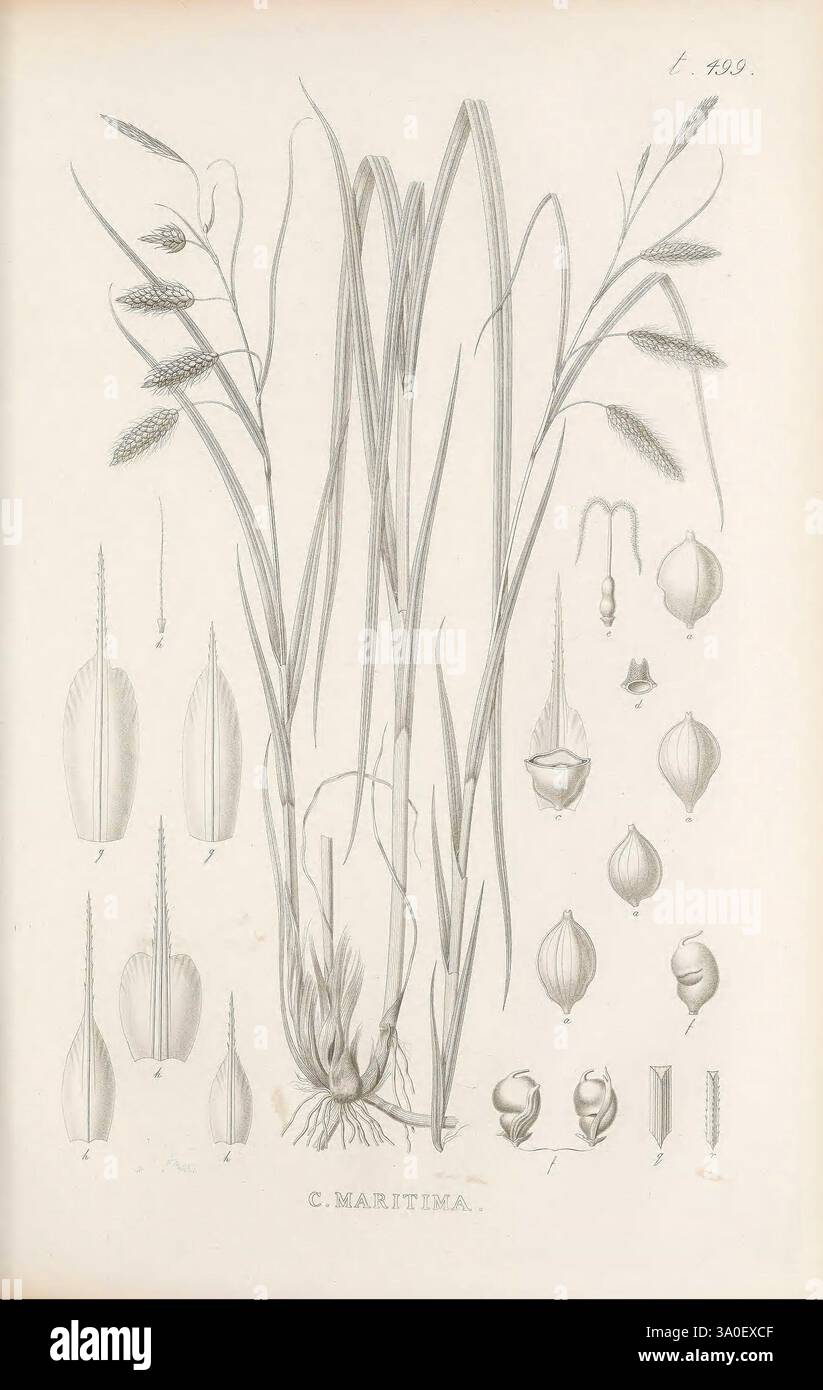 Illustrations du genre Carex London, William Pamplin, 1858-1867 Carex identification Pictorial Works Sedge, l'illustration montre une représentation détaillée d'une espèce d'herbe, plus précisément *C. maritima*. Centré est une plante verticale proéminente avec des tiges minces et des feuilles allongées. Autour de la plante principale se trouvent divers dessins botaniques, y compris des gros plans des têtes de graines, des feuilles et d'autres structures végétales, mettant en évidence leurs formes et caractéristiques distinctes. Les détails complexes soulignent la texture et l'anatomie de la plante, offrant une étude visuelle complète adaptée à la botanique Banque D'Images