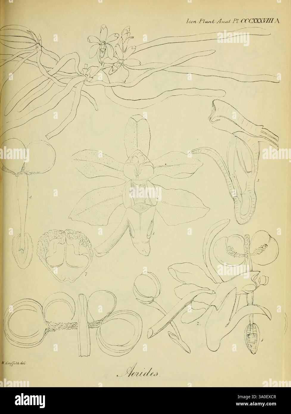 Icones plantarum asiaticarum, Calcutta, Bishop's College Press, 1847-54, Asie, botanique, Aerides, Une plaque botanique méticuleusement illustrée mettant en vedette diverses espèces d'orchidées, mettant en valeur leurs structures complexes. L'image met en évidence des représentations détaillées des fleurs, des tiges et des systèmes racinaires, avec des étiquettes indiquant des parties spécifiques des plantes. Chaque dessin capture les caractéristiques uniques des orchidées, soulignant leur beauté et leur complexité. L'arrangement global suggère une étude scientifique des spécimens, visant à améliorer la compréhension de leur anatomie et de leur classification. Banque D'Images