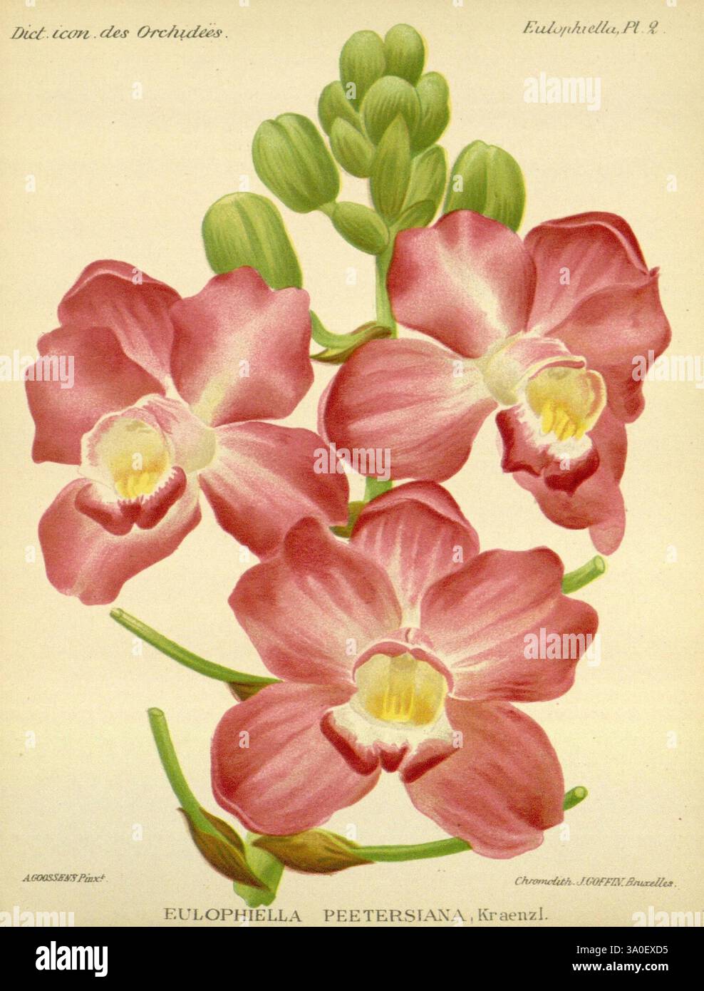 Dictionnaire iconographique des orchidees, 1896-1907, botanique, Orchidaceae, œuvres picturales, Alphonse Goossens, 2, orchidée, fleurs, Eulophiella peetersiana, Eulophiella roempleriana, Une représentation magnifiquement illustrée d'Eulophia peetersiana, mettant en valeur de délicates fleurs roses avec des ombres riches qui mettent en valeur leurs structures complexes de pétales. Les fleurs sont disposées gracieusement le long d'une tige robuste, complétée par des fleurs en bourgeonnement au sommet, suggérant un environnement vibrant et plein de vie. Le rendu détaillé capture les caractéristiques uniques de l'orchidée, soulignant l'harmonie de son fl Banque D'Images