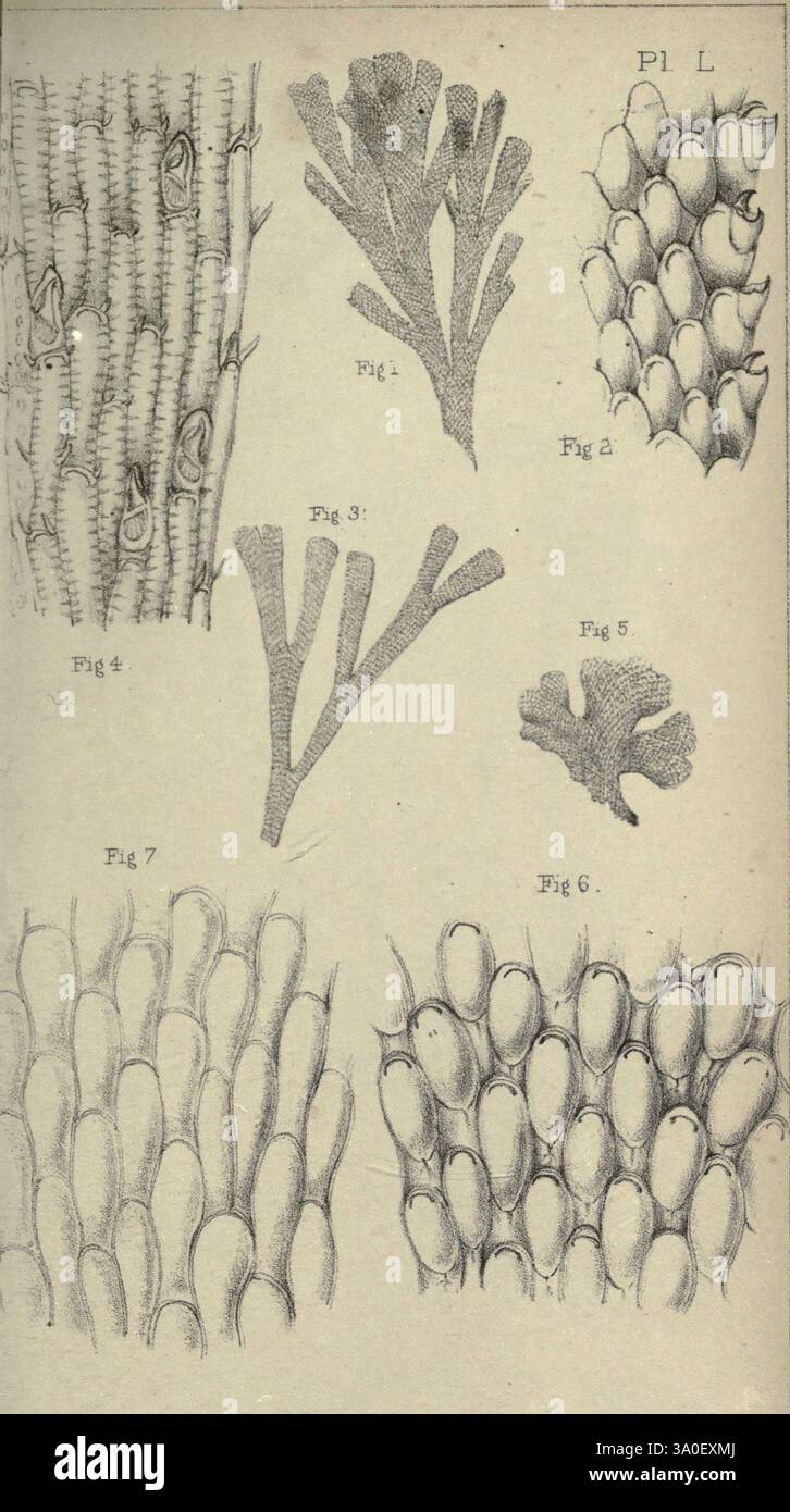 Catalogue des polyzoaires marins. Londres, imprimé par l'ordre des fiduciaires, 1852-1875, identification, catalogues, classification, bryozoaires, cheilostomates, répartition géographique, cyclostomates, bryozoaires, L'image présente une variété d'illustrations botaniques détaillées, chacune étiquetée avec un numéro de figure. Ces illustrations représentent différents types de structures végétales, représentant probablement des coraux ou d'autres organismes marins. Chaque figure présente des textures et des formes uniques, allant de formes ramifiées à des arrangements plus groupés, illustrant la diversité de ces espèces. Le travail de ligne méticuleux Banque D'Images