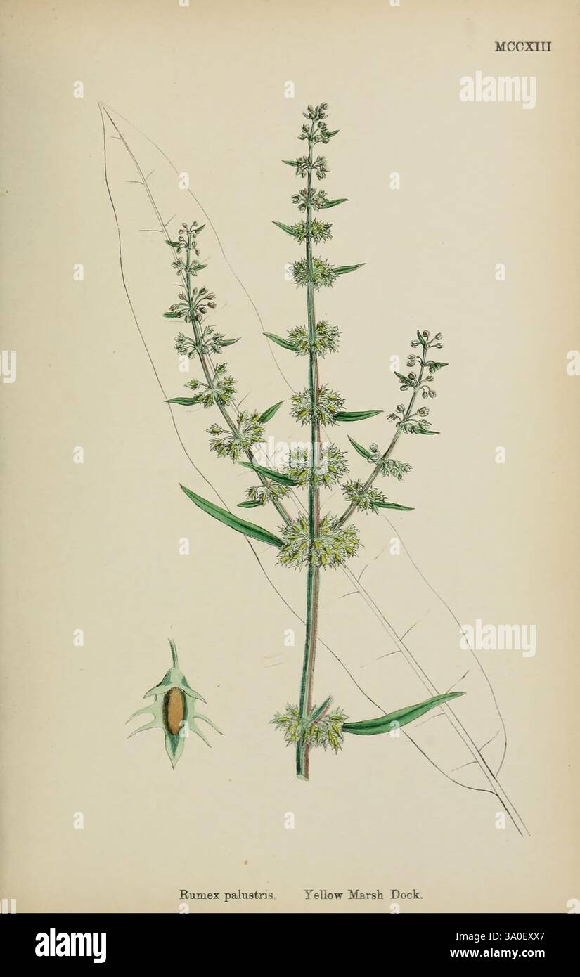 L'illustration montre le Yellow Marsh Dock, également connu sous le nom de Rumex palustris. Il met en valeur la tige haute et mince de la plante ornée de grappes de minuscules fleurs verdâtres. Les feuilles sont représentées le long de la tige, avec une grande feuille allongée en évidence. Un encart fournit une vue détaillée de la graine, mettant en évidence ses caractéristiques. La composition globale est botanique et met l'accent sur la structure et les caractéristiques reproductives de la plante, transmettant à la fois des détails scientifiques et une représentation artistique. Banque D'Images