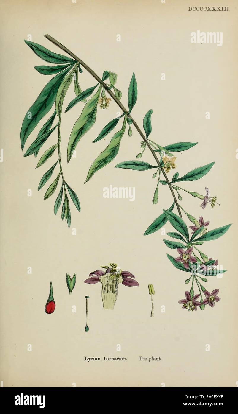 Cette illustration botanique met en valeur le Lycium barbarum, communément appelé baie de goji ou baie de wolfberry. La représentation détaillée présente une longue branche élancée ornée de feuilles vertes distinctes et de fleurs délicates qui ont cinq pétales, apparaissant dans des tons violets et blancs. Sous la branche principale, de plus petites représentations illustrent les différentes étapes des structures reproductrices de la plante, dont un fruit en forme de petite baie rouge, une fleur avec son anatomie interne visible et une graine. La disposition globale met en évidence les caractéristiques de la plante, soulignant sa valeur en phytothérapie Banque D'Images