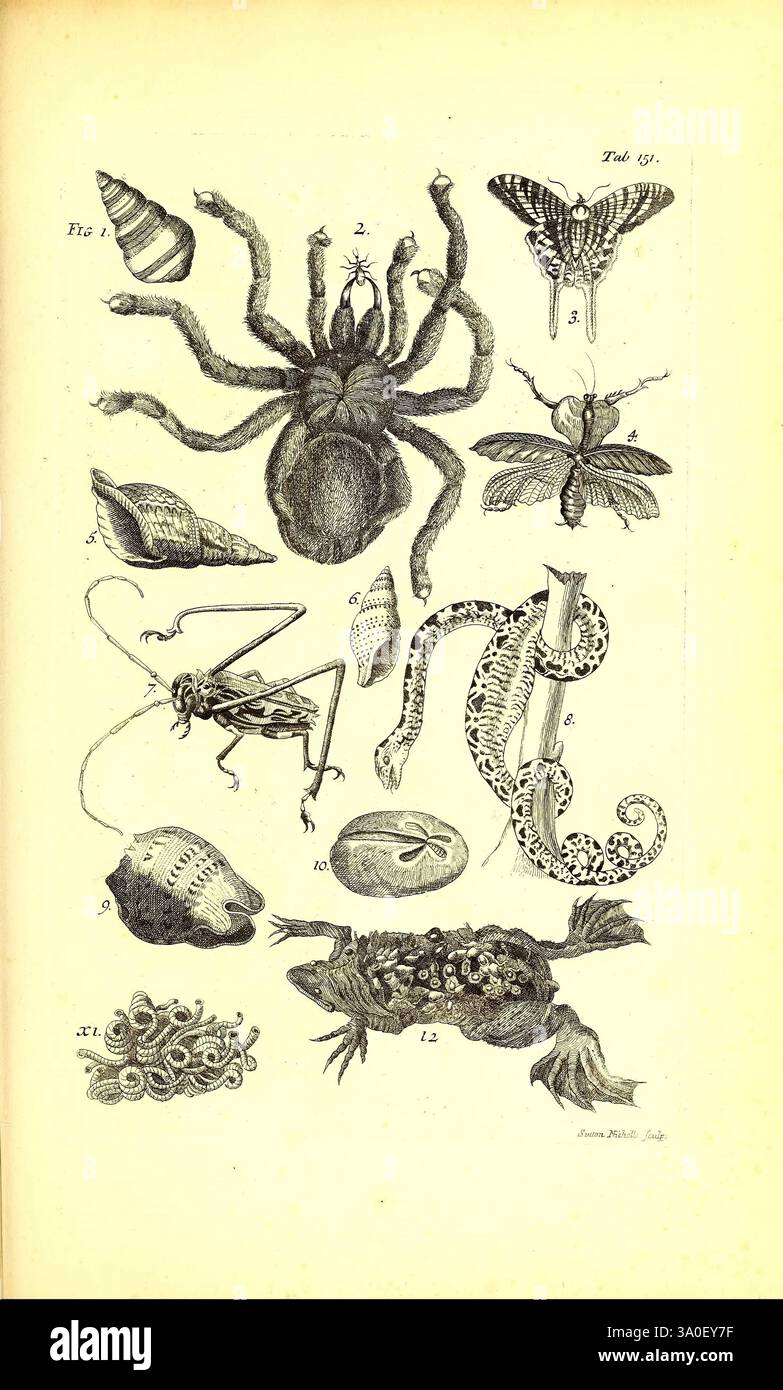 Jacobi Petiveri Opera Historiam Naturalem Spectantia Londres imprimé pour John Millan libraire 1767 histoire naturelle œuvres picturales œuvres pré-linnéennes coquillages plantes insectes araignées oiseaux lézards, Une illustration détaillée présentant une variété de créatures et d'organismes intrigants. Cette composition comprend une grande araignée au centre supérieur, flanquée d'un papillon de nuit et d'un papillon de chaque côté. Sous ces insectes, une sauterelle est représentée à côté d'un assortiment de coquilles, chacune distincte par sa forme et son design. La section inférieure présente une représentation stylisée d'un hippocampe, une créature marine originale, Alo Banque D'Images