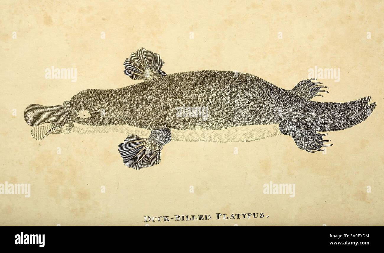 Zoologie générale, ou histoire naturelle systématique, Londres, imprimé pour G. Kearsley, 1800-1826, œuvres picturales, zoologie, mammifère, L'illustration montre un ornithorynque à bec de canard, mettant en valeur ses caractéristiques distinctes. La créature est représentée avec un corps profilé et des pieds palmés, caractéristiques de son habitat aquatique. Son bec plat en forme de canard est proéminent, soulignant son adaptation unique à la recherche de nourriture dans l'eau. L'illustration capture la texture de sa fourrure, démontrant une combinaison de cheveux doux et denses, ce qui aide à l'isolation. La conception globale met l'accent sur le morphol inhabituel de l'ornithorynque Banque D'Images