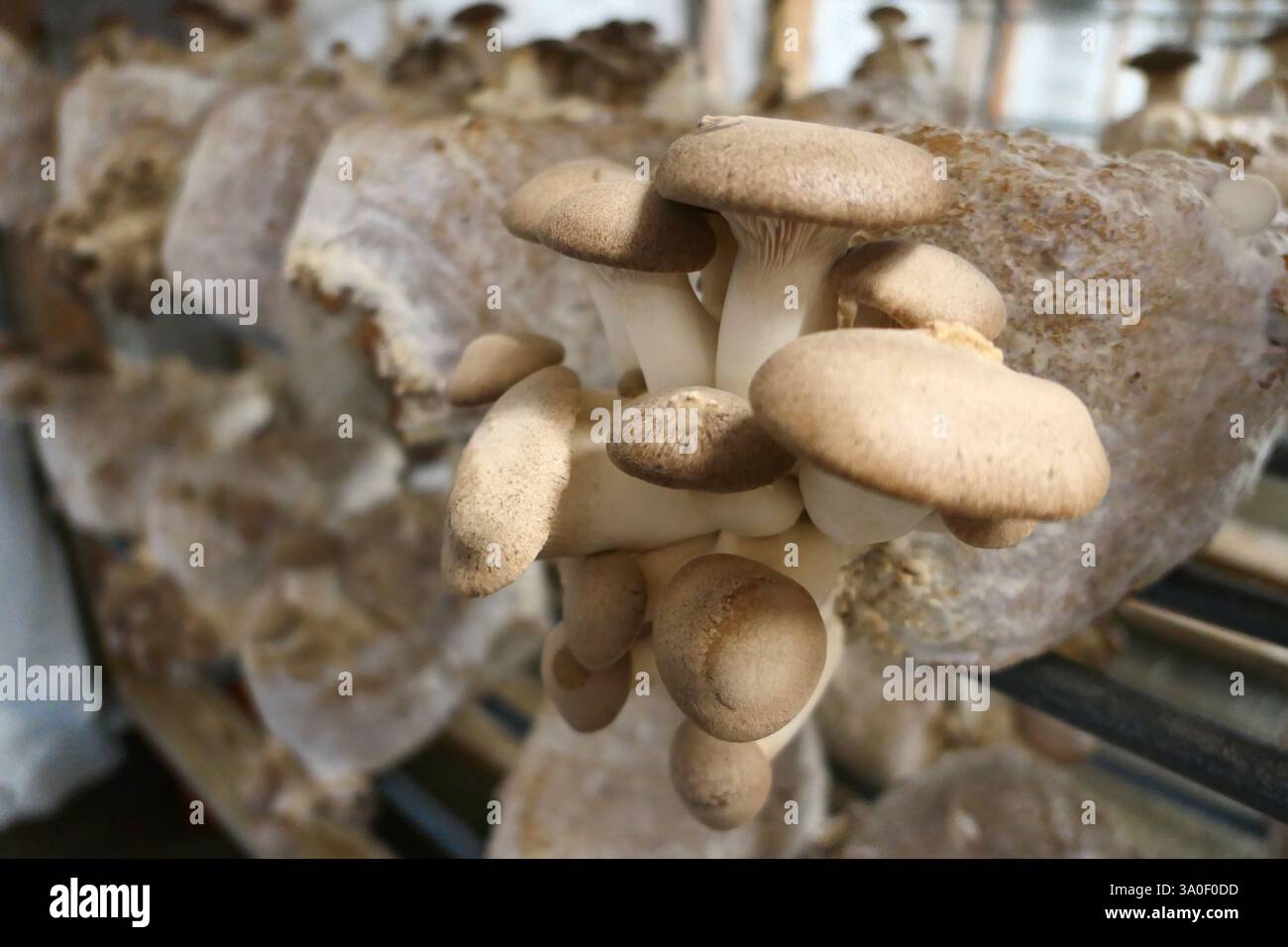 Gros plan sur les champignons Shitake biologiques poussant à l'intérieur sur une ferme de champignons biologiques. Culture saine de champignons comestibles. Croissance des aliments de la ferme à la table. ÉTATS-UNIS Banque D'Images