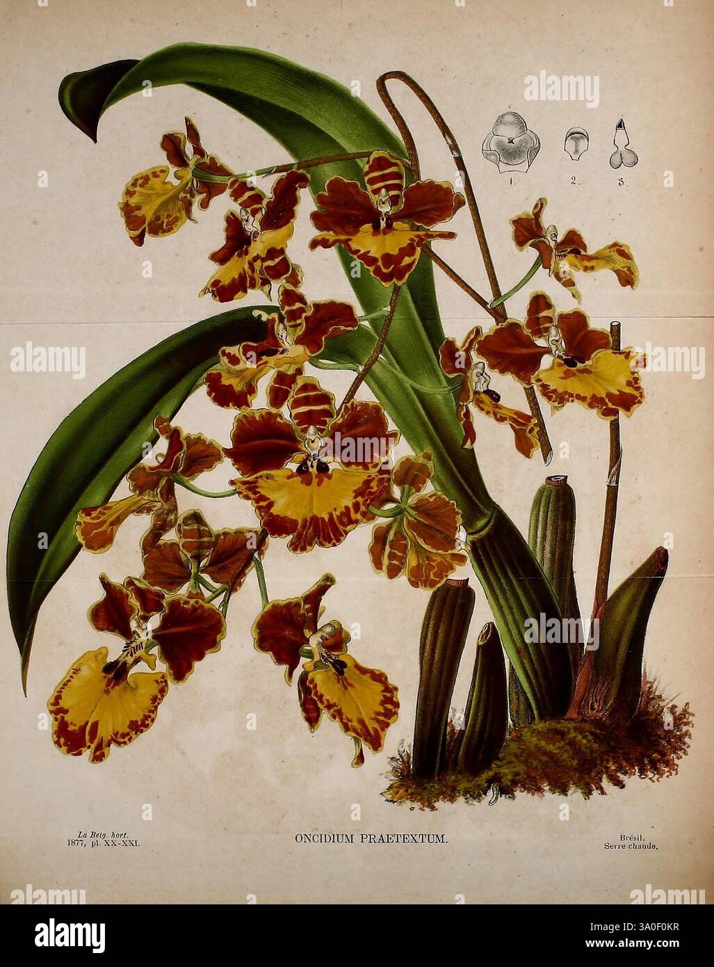 Belgique, horticole, Liége, Botany, horticulture, périodiques, plantes, cette représentation détaillée met en valeur l'Oncidium triquetrum, une orchidée exquise connue pour ses fleurs vibrantes. La plante présente un groupe de fleurs jaunes frappantes ornées de profondes marques marron, créant un contraste spectaculaire. Ses feuilles allongées, luxuriantes et vertes, offrent une toile de fond robuste, tandis que la formation unique des fleurs renforce l'intérêt visuel de la composition. Accompagnant l'illustration florale sont des esquisses botaniques des parties de la fleur, offrant un aperçu de ses caractéristiques anatomiques. Cette pièce R Banque D'Images