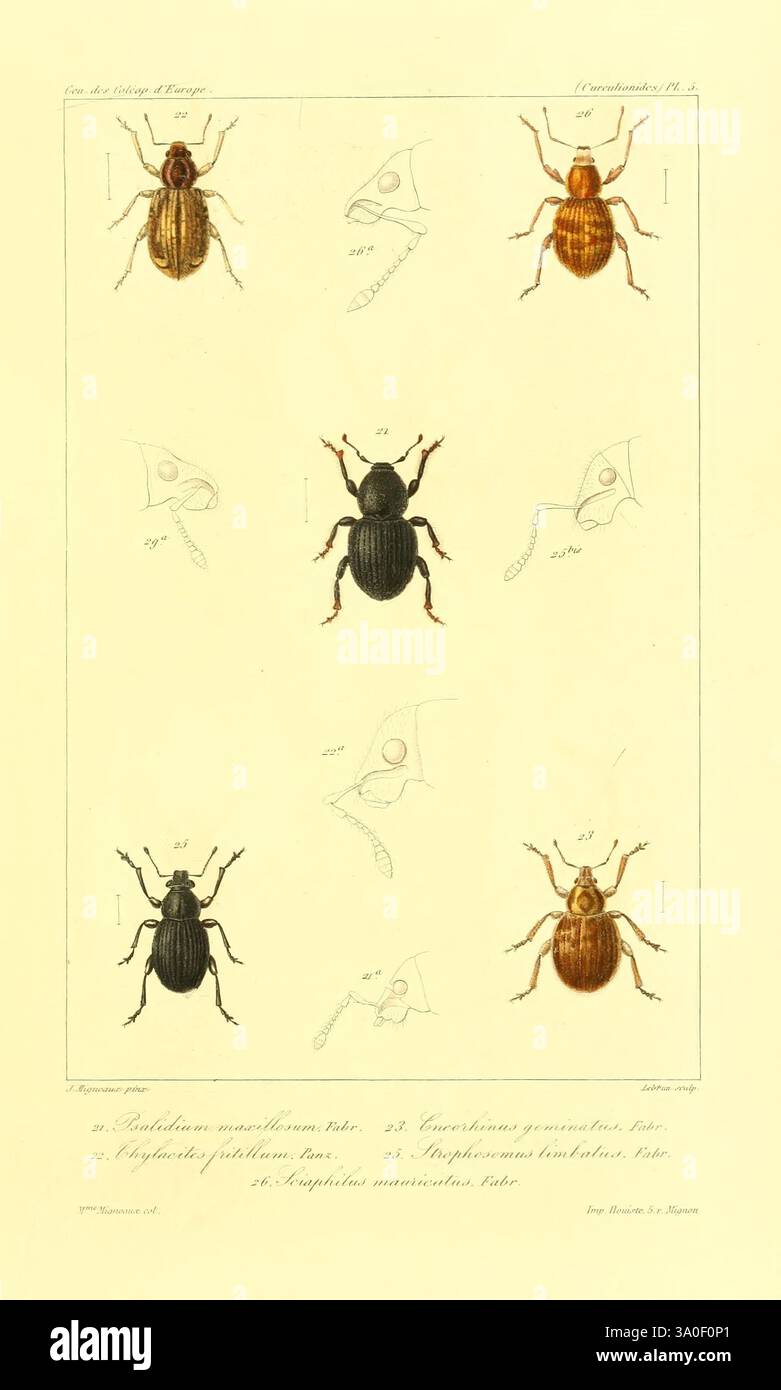 Genera, des, coléoptères, d'Europe, Paris, chez, A, Deyrolle, 1857-1868, coléoptères, Europe, pictural, œuvres, une illustration mettant en vedette une série de dessins au trait complexes et de représentations colorées de différentes espèces de coléoptères. L'œuvre montre six coléoptères distincts disposés en deux rangées, mettant en valeur leurs différentes formes, tailles et couleurs. Chaque coléoptère est étiqueté avec un numéro, complété par des vues agrandies détaillées de caractéristiques anatomiques spécifiques, telles que la tête et les jambes. La nomenclature scientifique est soigneusement documentée, soulignant la diversité au sein de la famille des coléoptères. Cet edu Banque D'Images