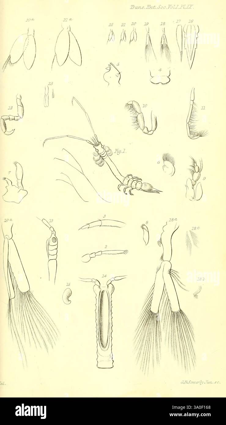 Transactions de la Société entomologique de Londres, Londres, la Société, entomologie, périodiques, cette illustration présente une série d'études scientifiques complexes décrivant diverses structures anatomiques, probablement issues d'organismes marins. Des esquisses détaillées présentent différents appendices, membres et parties du corps, avec des annotations indiquant des figures spécifiques. Le travail au trait complexe met en évidence des caractéristiques spécifiques, telles que les membres segmentés, les soies et les structures articulaires, illustrant un accent mis sur la diversité biologique et la morphologie. Chaque numéro étiqueté correspond à une illustration distincte, en soulignant Banque D'Images