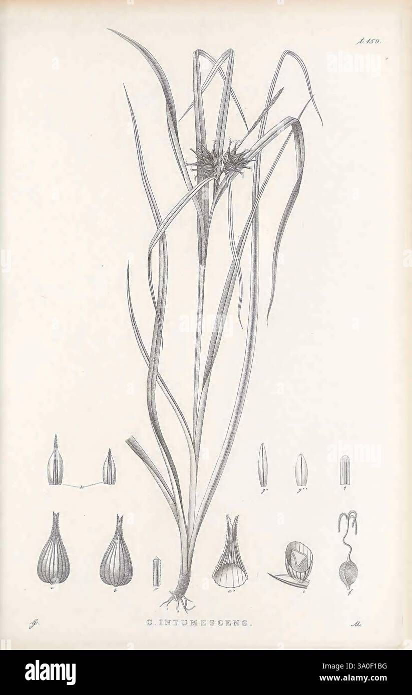 Illustrations du genre Carex London William Pamplin 1858-1867 Carex identification œuvres picturales Sedge, cette illustration présente une plante haute et élancée avec des feuilles allongées et une tête florale distinctive au sommet. La tête de fleur est composée de plusieurs petites fleurs groupées, lui donnant un aspect touffeté. Autour de la plante principale se trouvent divers dessins botaniques de différentes formes de graines ou de bulbes qui complètent l'illustration principale. Ces petites représentations mettent en évidence la diversité des formes et des tailles associées à la plante, offrant une vue détaillée de ses structures reproductrices Banque D'Images