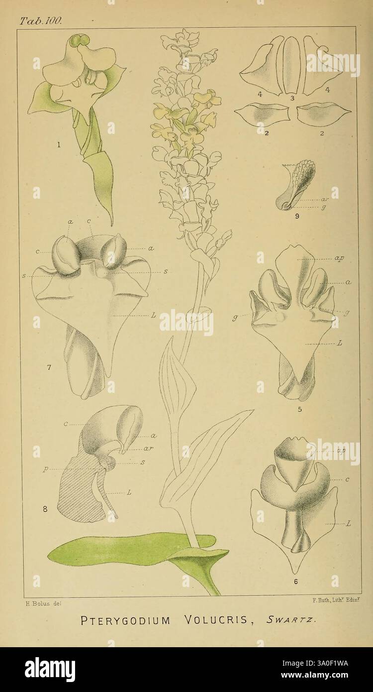 Icones orchidearum austro-africanarum extra-tropicarum, Londres, W ...