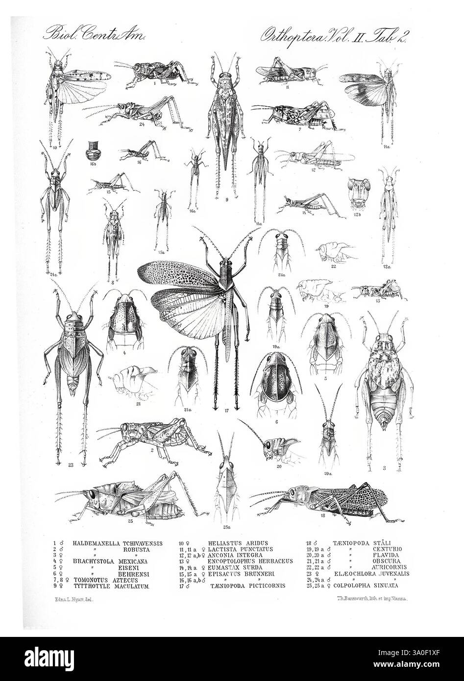 Biologia Centrali-Americana Londres, 1879-1915, archéologie, botanique, Amérique centrale, description et voyage, expéditions scientifiques, zoologie, 99, insecte, cette composition présente un éventail d'illustrations détaillées représentant diverses espèces dans l'ordre des Orthoptères, qui comprend des insectes tels que les sauterelles, les grillons et les criquets. La disposition présente chaque spécimen distinctement, soulignant leurs caractéristiques anatomiques uniques, y compris les antennes, les ailes et les structures du corps. Les illustrations sont méticuleusement rendues, fournissant des noms scientifiques à côté, ce qui offre un aperçu de la plongée Banque D'Images