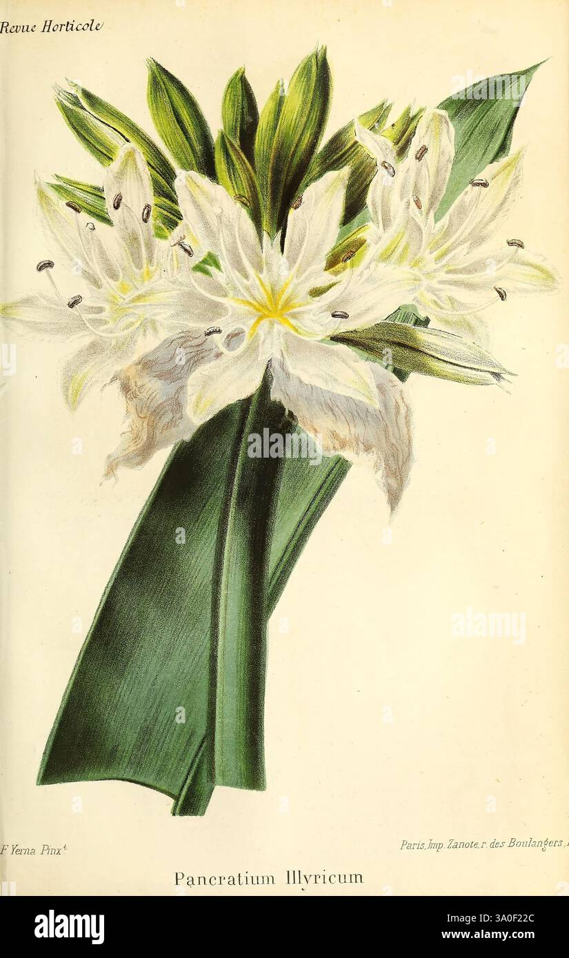Revue horticole, Paris, librairie agricole de la maison rustique, 1829-1974, France, jardinage, horticulture, périodiques, taxonomie : binomial = Pancratium illyricum, Une superbe illustration du Pancratium Illyricum, avec des fleurs blanches élégantes avec des pétales délicats et des étamines jaunes frappantes. Les fleurs émergent de feuilles vertes luxuriantes en forme de bandes qui offrent un contraste spectaculaire avec l'affichage floral. Les détails complexes des pétales, ainsi que l'ombrage et la texture du feuillage, soulignent la beauté de cette espèce, soulignant sa grâce naturelle et son charme. La légende est compl Banque D'Images