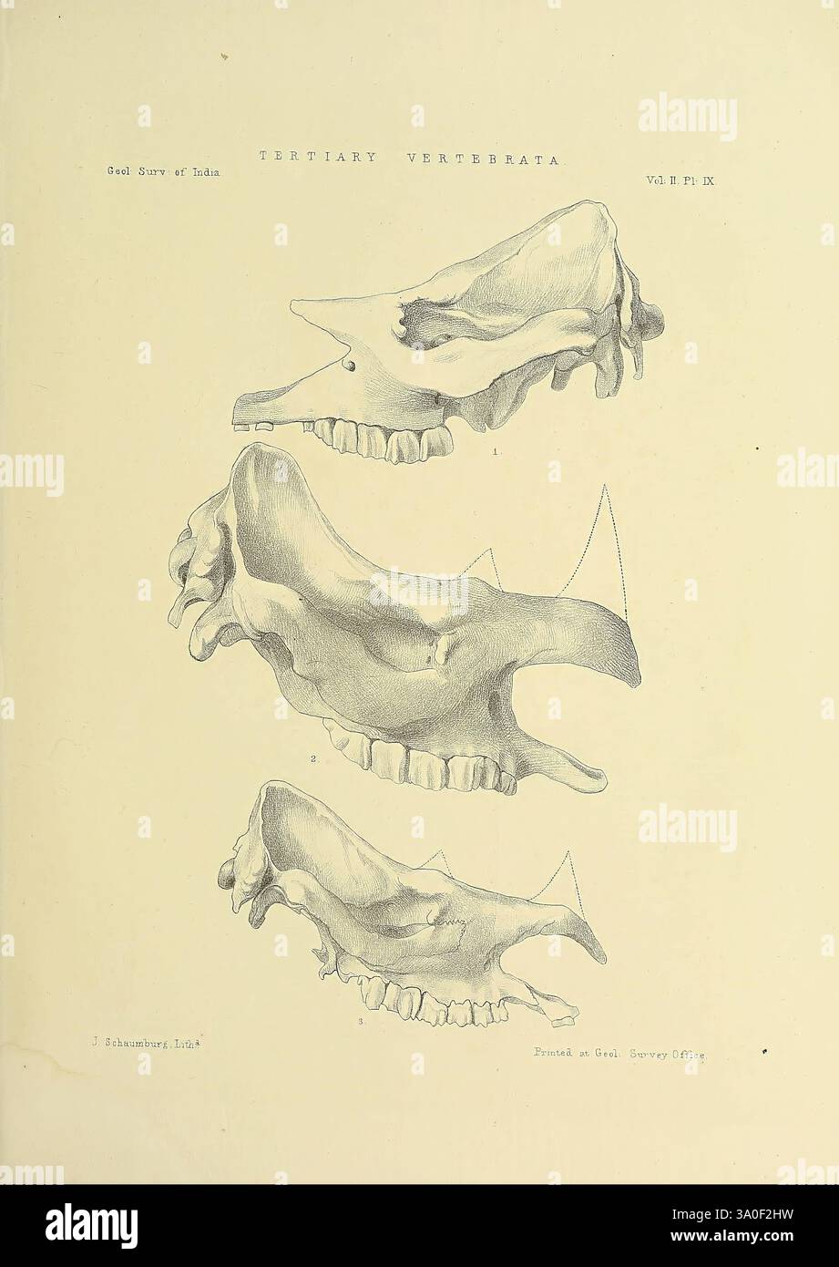 Indian Tertiary and post Tertiary Vertebrata, Calcutta, Geological Survey Office, 1874-1902, Inde, paléontologie, vertébrés, fossile, cette illustration présente une étude détaillée des crânes de vertébrés de la période tertiaire, mettant en évidence diverses perspectives d'une structure crânienne spécifique. La vue de dessus présente un contour clair des caractéristiques crâniennes, tandis que les profils latéraux affichent des détails complexes de la ligne de mâchoire et de la structure dentaire. Le travail en ligne complexe met l'accent sur les distinctions anatomiques et les traits évolutifs importants pour cette époque, fournissant des informations précieuses sur la morphologie O. Banque D'Images