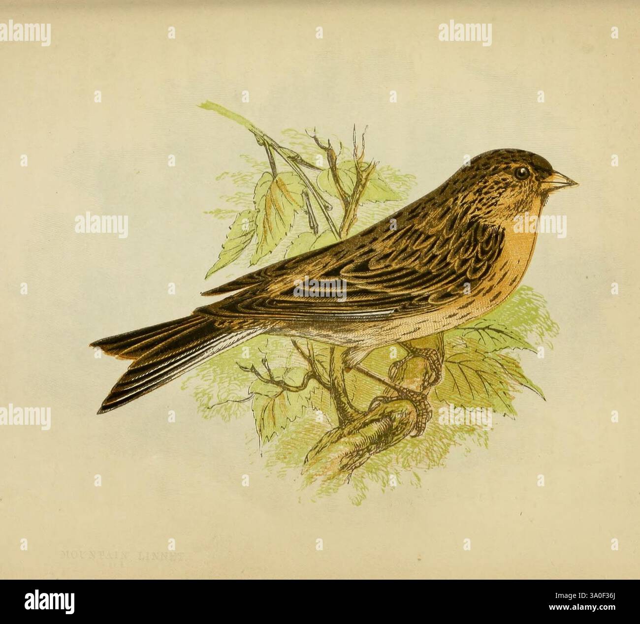 Nos chanteurs natifs de Londres ont imprimé pour la Society for Promoting Christian Knowledge 1853 Great Britain Birds Linum Montium Acanthis flavirostris, Une illustration détaillée d'un oiseau, mettant en valeur son corps élancé et allongé et son plumage distinctif. L'oiseau est représenté dans une pose dynamique, la tête inclinée vers le haut et les ailes légèrement déployées, suggérant mouvement ou vigilance. Autour de l'oiseau se trouvent de délicates branches feuillues qui ajoutent une touche de verdure de la nature à la scène. En arrière-plan, deux petits oiseaux sont nichés ensemble, soulignant le sentiment de communauté et de connexion entre ces créas Banque D'Images