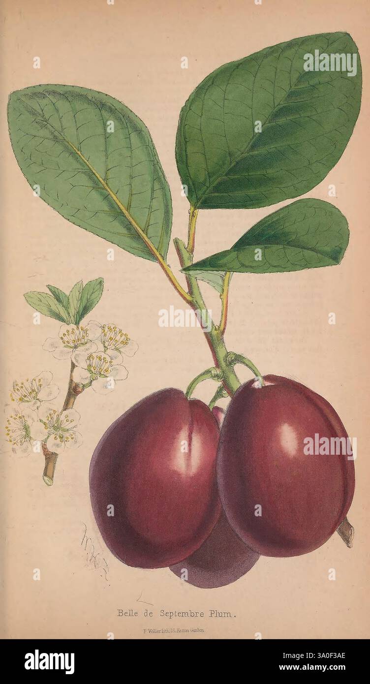 Le fleuriste et pomologiste. Londres, Journal of horticulture Office, 1863-1879., cette illustration montre une branche de la prune belle de septembre, mettant en vedette deux prunes mûres et violettes profondes suspendues gracieusement à côté d'un groupe de délicates fleurs blanches. Le feuillage riche comprend de larges feuilles vertes qui ajoutent un contraste vibrant au fruit. L'œuvre capture à la fois la beauté et les détails botaniques de cette variété, soulignant la surface brillante des prunes et les motifs complexes des feuilles et des fleurs. Banque D'Images