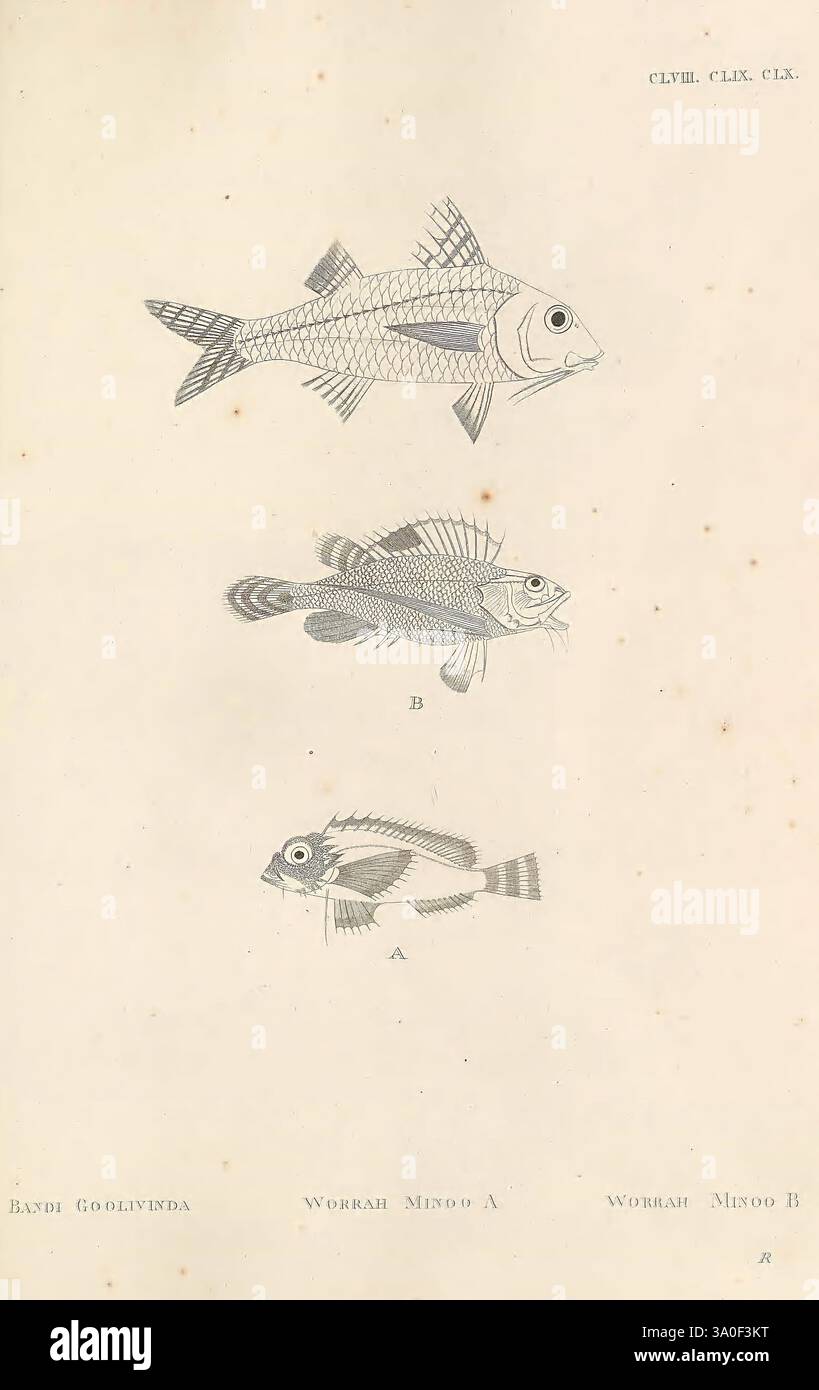 Descriptions and figures of Two Hundred Fishes London, imprimé par W. Bulmer and Co, Shakespeare Press, Cleveland-Row, pour G. et W. Nicol, libraires à sa majesté, Pall-Mall, 1803. Poissons, Inde, œuvres picturales, Vishakhapatnam, une illustration représentant trois espèces de poissons uniques, chacune étiquetée avec les lettres A, B et C. les poissons présentent des caractéristiques et des caractéristiques distinctes, mettant en valeur leurs nageoires, leurs formes corporelles et leurs marques. Sous les illustrations, le texte comprend les noms 'Rayn Godavinda', 'Worrab Mindo A' et 'Worrab Mindo B', suggérant un système de classification ou de catalogage. Le desig Banque D'Images