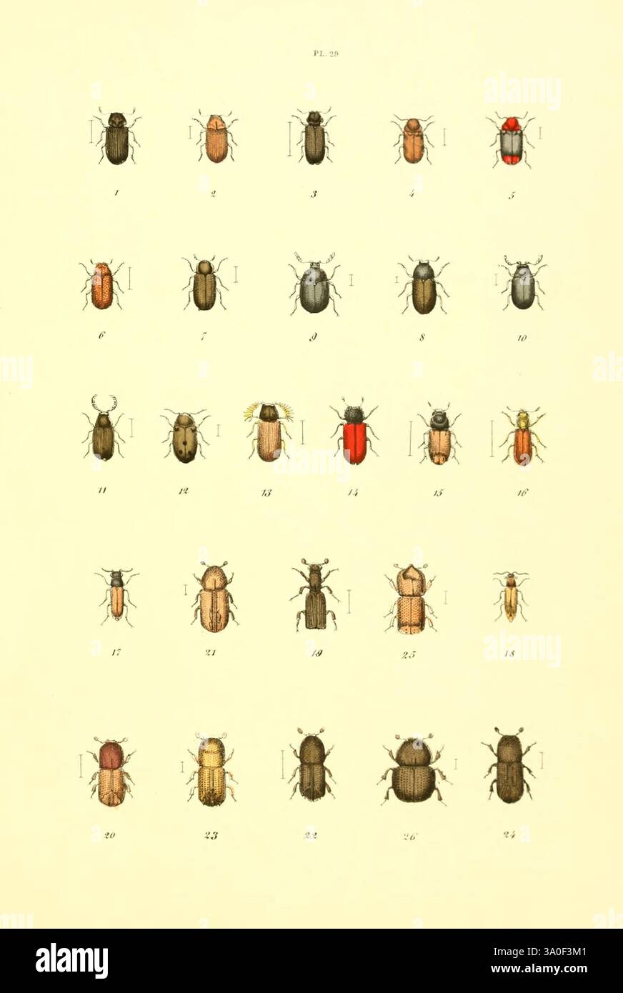 Musée entomologique illustré t.1 Paris, Rothschild, 1876-1878. coléoptères, papillons, insectes, œuvres picturales, arthropodes, arthropode, Anobium pertinax, Hadrobregmus pertinax, Anobium paniceum, Stegobium paniceum, Anobium brunneum, Oligomerus brunneus, Ochina hederae, Ochina sanguinicollis, Ochina latreillii, cis reticulatus, CIS boleti, Ennearthron fronticorne, Dorcatoma dresdensis, Dorcatoma chrysomelina, Xyletinus spectinatus, Lasioderma serricorne, Xyletinus testaceus, Ptilinus pectinicornis, Apate capucina, Xylopsocus capucinus, Apate muricatus, Apateterebrans, Psidae viennensis, Hylecoetu Banque D'Images