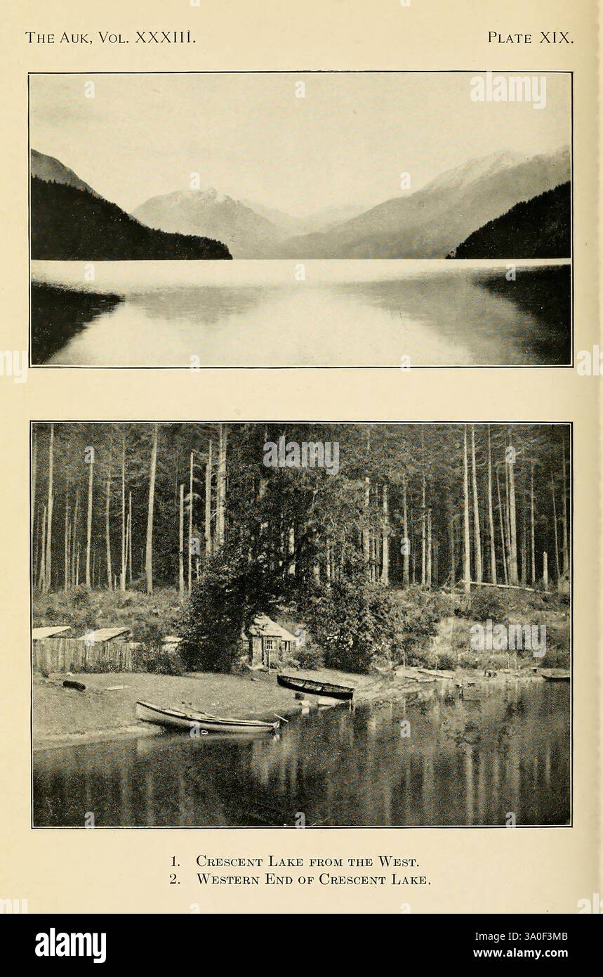 Le Auk, Washington, D. C, American Ornithologists' Union, 1884, oiseaux, périodiques, cette scène capture un lac tranquille bordé de forêts denses et de montagnes époustouflantes. La section supérieure présente une étendue d'eau calme reflétant le paysage environnant, créant une vue sereine sur l'environnement naturel. Ci-dessous, une plus petite étendue d'eau est encadrée par de grands arbres, avec un quai avec quelques bateaux amarrés à proximité. Ce cadre idyllique met l'accent sur la beauté de la nature et la tranquillité qui vient de la proximité de l'eau, mettant en valeur différentes perspectives du lac Crescent. Les annotations fournissent c Banque D'Images