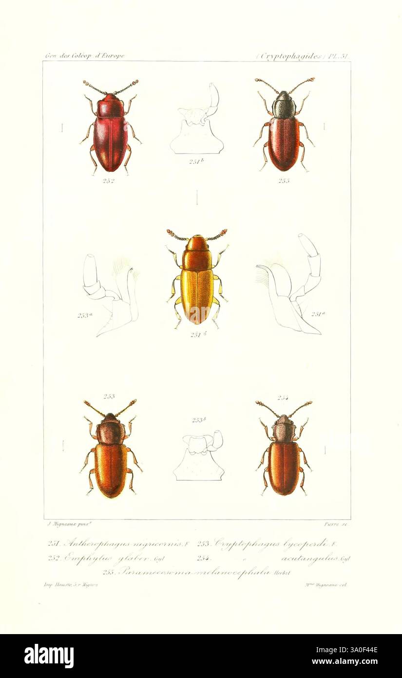Genera des coléoptères d'Europe Paris chez A. Deyrolle 1857-1868 Beetles Europe œuvres picturales, Une illustration détaillée montrant diverses espèces de coléoptères, mettant en valeur leurs couleurs et motifs distinctifs. Le foyer central présente des coléoptères dans les tons de rouge, orange et jaune, chacun méticuleusement étiqueté avec des numéros pour l'identification. Autour de ces figures éminentes se trouvent des croquis supplémentaires mettant en évidence les caractéristiques anatomiques et les perspectives variables des coléoptères, démontrant leur morphologie unique. La mise en page souligne à la fois la beauté et la diversité de ces insectes, fournissant un ed Banque D'Images