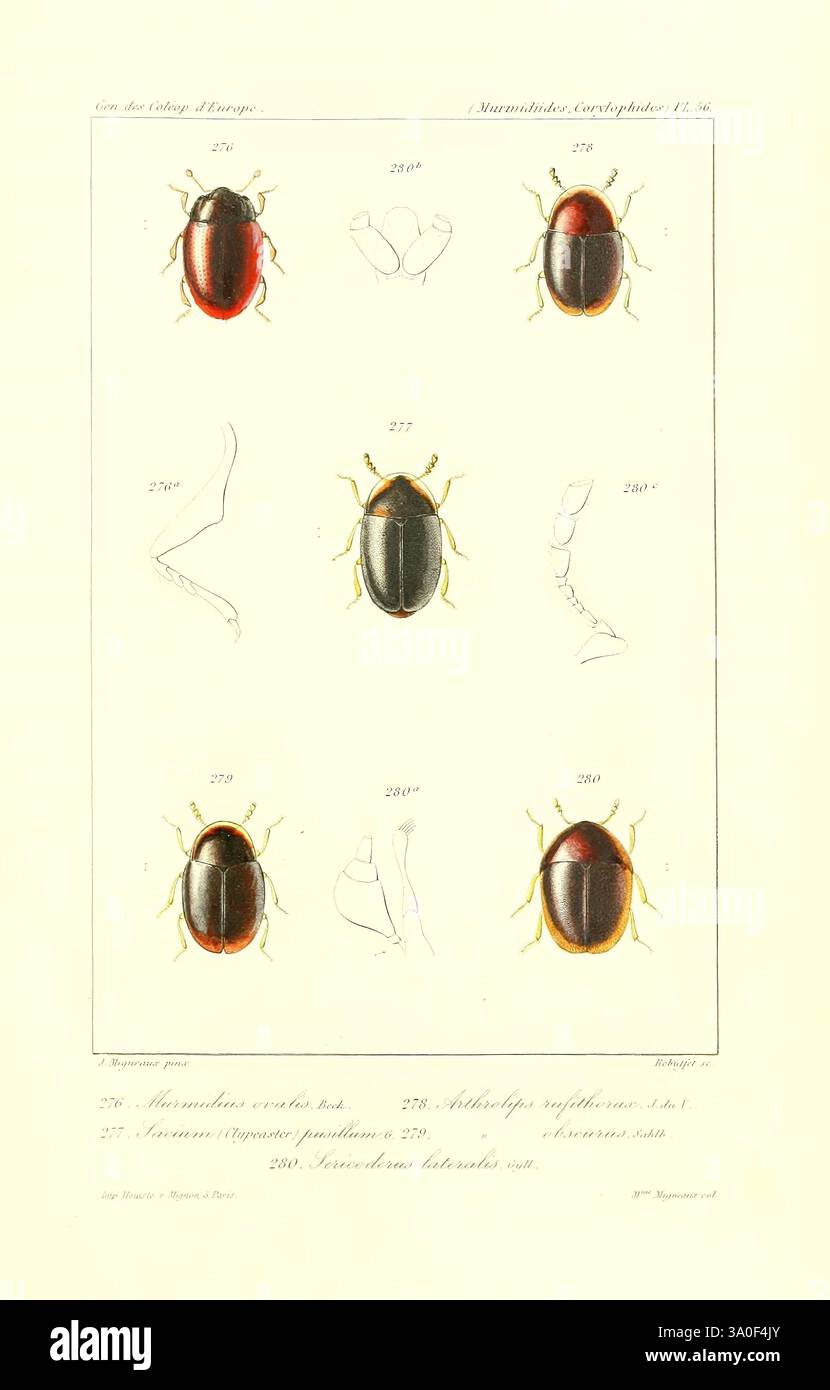 Genera des coléoptères d'Europe, Paris, chez A. Deyrolle, 1857-1868, coléoptères, Europe, œuvres picturales, l'illustration montre une série de dessins détaillés de différents coléoptères, chacun mis en évidence dans un arrangement systématique. La rangée supérieure présente trois spécimens distincts étiquetés avec des numéros, soulignant leurs formes et leur coloration uniques, allant des rouges éclatants aux noirs profonds. En dessous de ceux-ci, deux coléoptères supplémentaires sont représentés, l'un soulignant un profil distinctif mettant en évidence ses caractéristiques anatomiques. Chaque coléoptère est accompagné d'identifiants numériques, suggérant un système de classification. Banque D'Images
