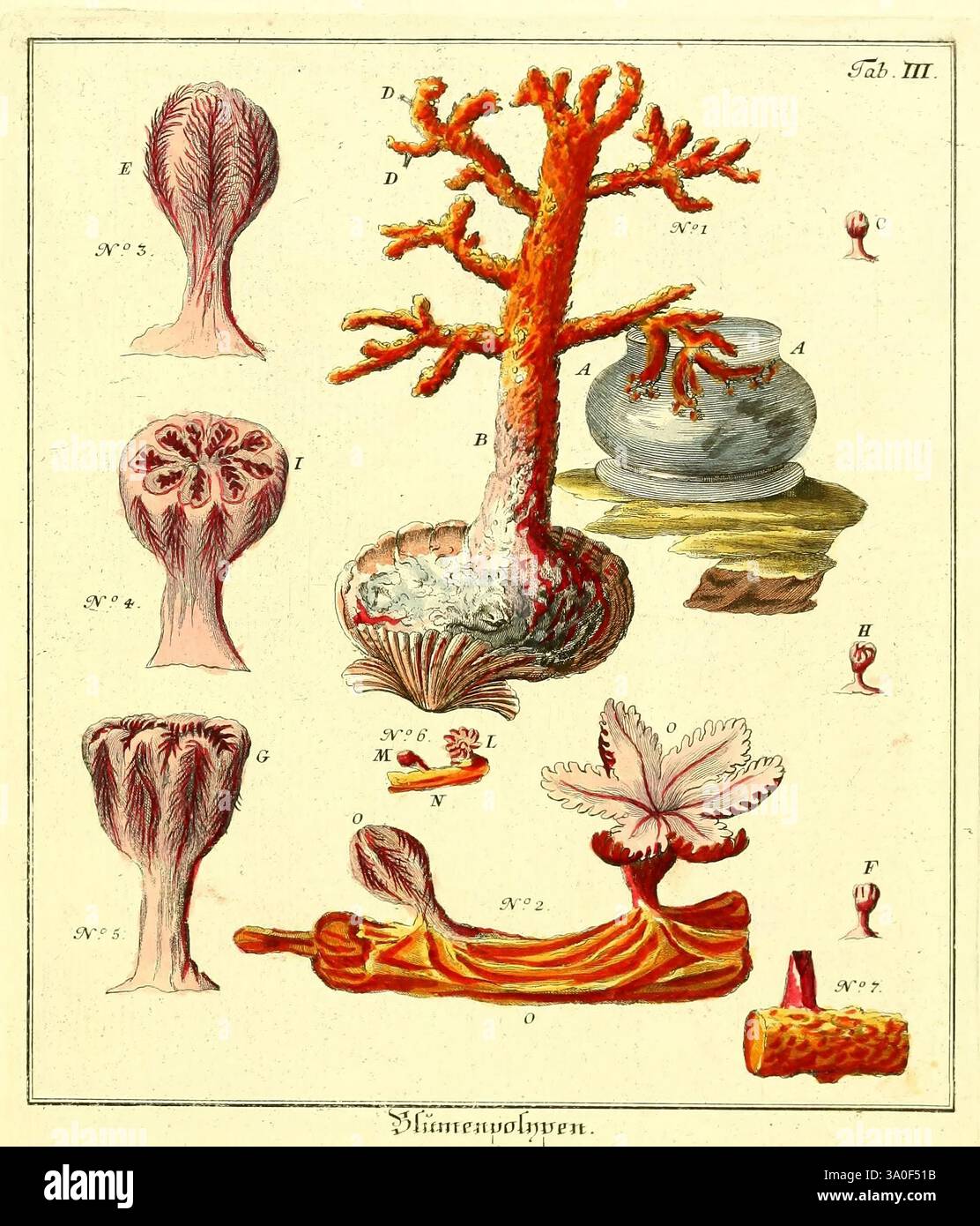 Abhandlungen von Insecten Regensburg de Jacob Christian Schäffer, Verlegts Johann Leopold Montag, 1764-1779. insectes, parasites, arthropodes, cycle de vie, holométabolisme, anatomie des insectes, taxonomie, classe= anthozoaires, Une illustration détaillée montrant différents types de coraux et d'organismes marins. L'œuvre présente plusieurs spécimens étiquetés avec des lettres et des chiffres pour l'identification. Le coin supérieur gauche présente une formation de corail ramifiée, tandis que adjacent, il représente une structure anatomique unique ressemblant à une fleur. La figure centrale semble être une structure corallienne plus grande, peut-être un corail en éventail, selon Banque D'Images