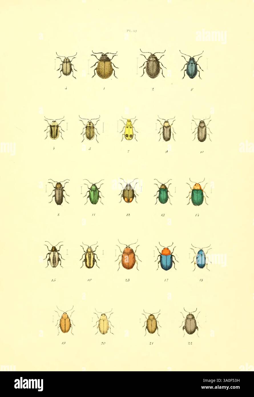 Musée entomologique illustré t.1 Paris, Rothschild, 1876-1878, coléoptères, papillons, insectes, œuvres picturales, arthropodes, arthropodes, Adimonia rustica, Galeruca pomonae, Galeruca tanaceti, Adimonia tanaceti, Adimonia capreae, Lochmaea capreae, Galeruca tenella, Galeruca lineola, Galerucella lineola, Agelastica alni, Luperus quadrimaculatus, Luperus pinicola, Calomicrus pinicola, Luperus flavipes, Luperus rufipes, Haltica oleracea, Altica oleracea, Haltica modeeri, Haltica helxines, Crepidodera fulvicornis, Haltica flexuosa, Haltica rufipes, Haltica nemorum, Halicta coerulea, Longitarsus tabidu Banque D'Images