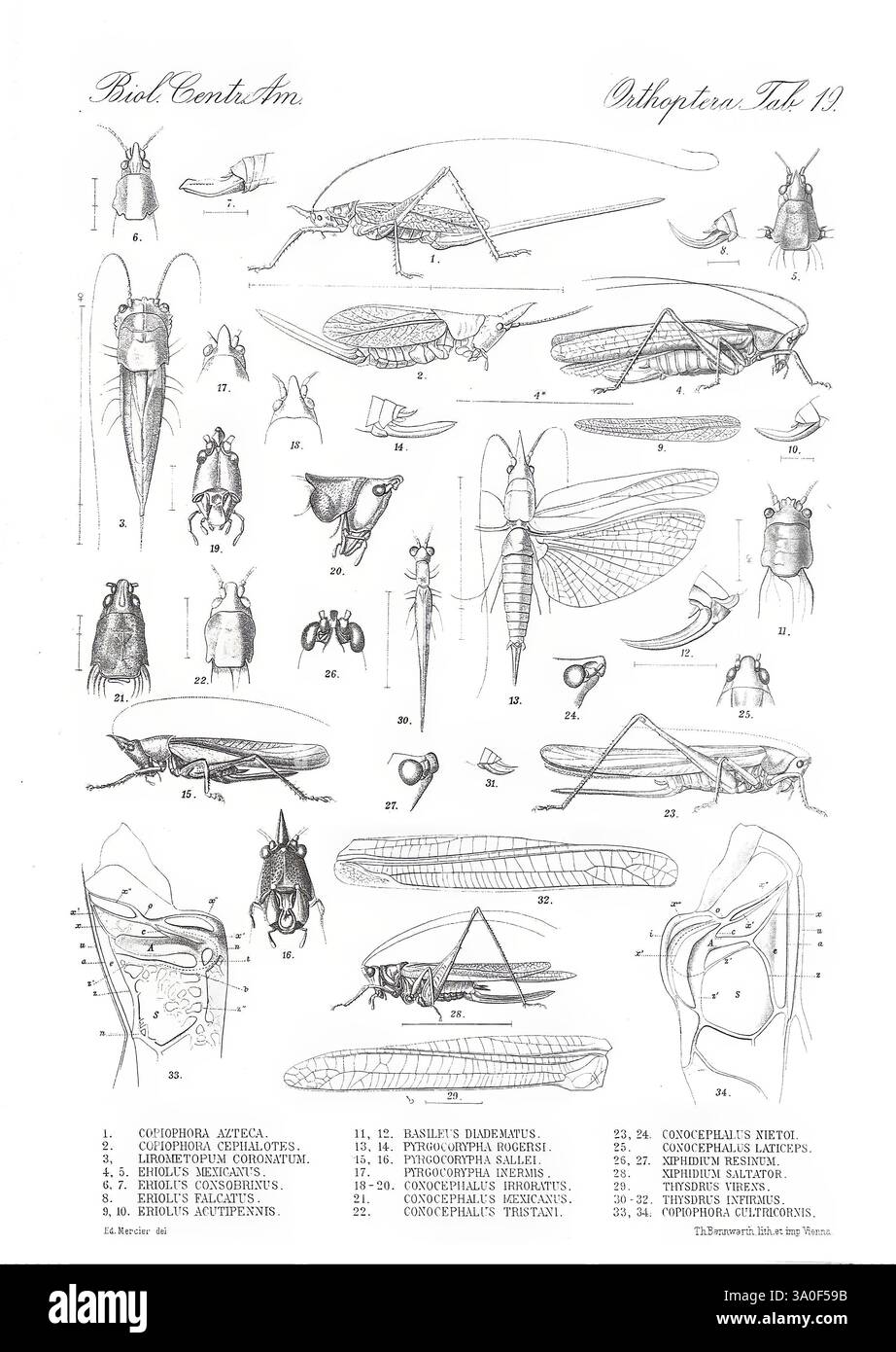 Biologia Centrali-Americana, Londres, 1879-1915, archéologie, botanique, Amérique centrale, description et voyages, expéditions scientifiques, zoologie, diversité éblouissante, cette illustration détaillée présente une variété d'espèces d'insectes, organisées systématiquement pour l'étude anatomique et l'identification. Chaque spécimen est étiqueté avec un numéro correspondant, aidant à la classification des caractéristiques distinctes. La représentation comprend différents angles et parties des insectes, mettant en évidence des traits clés tels que les ailes, les jambes et les structures corporelles. Le travail au trait complexe et les détails précis illustrent le comple Banque D'Images