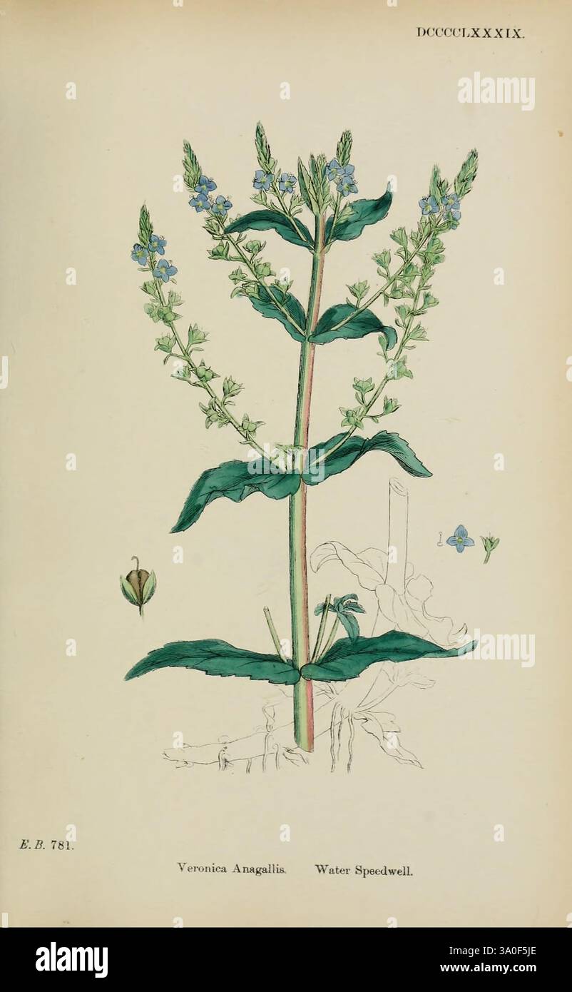 Anglais, botanique, Grande-Bretagne, œuvres picturales, plantes. Banque D'Images