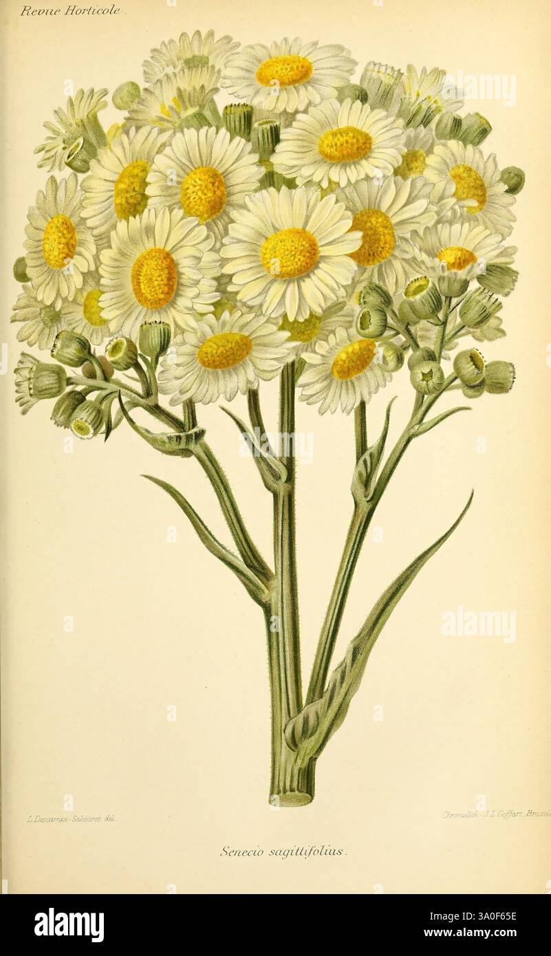 Revue horticole Paris, librairie agricole de la maison rustique, 1829-1974 France jardinage horticulture périodiques Louise Cécile Descamps-Sabouret Louise Cécile Descamps-Sabouret femmes en science fleurs botanique taxonomie Binomial = Senecio sagittifolius, Un bouquet vibrant de marguerites, caractérisé par leurs centres jaunes ronds et leurs délicats pétales blancs, est représenté dans une illustration botanique complexe. Les fleurs sont disposées en une formation naturelle et groupée au sommet de fines tiges vertes, mettant en valeur leur feuillage luxuriant. Le rendu détaillé souligne les caractéristiques distinctes de chaque fleur, hig Banque D'Images