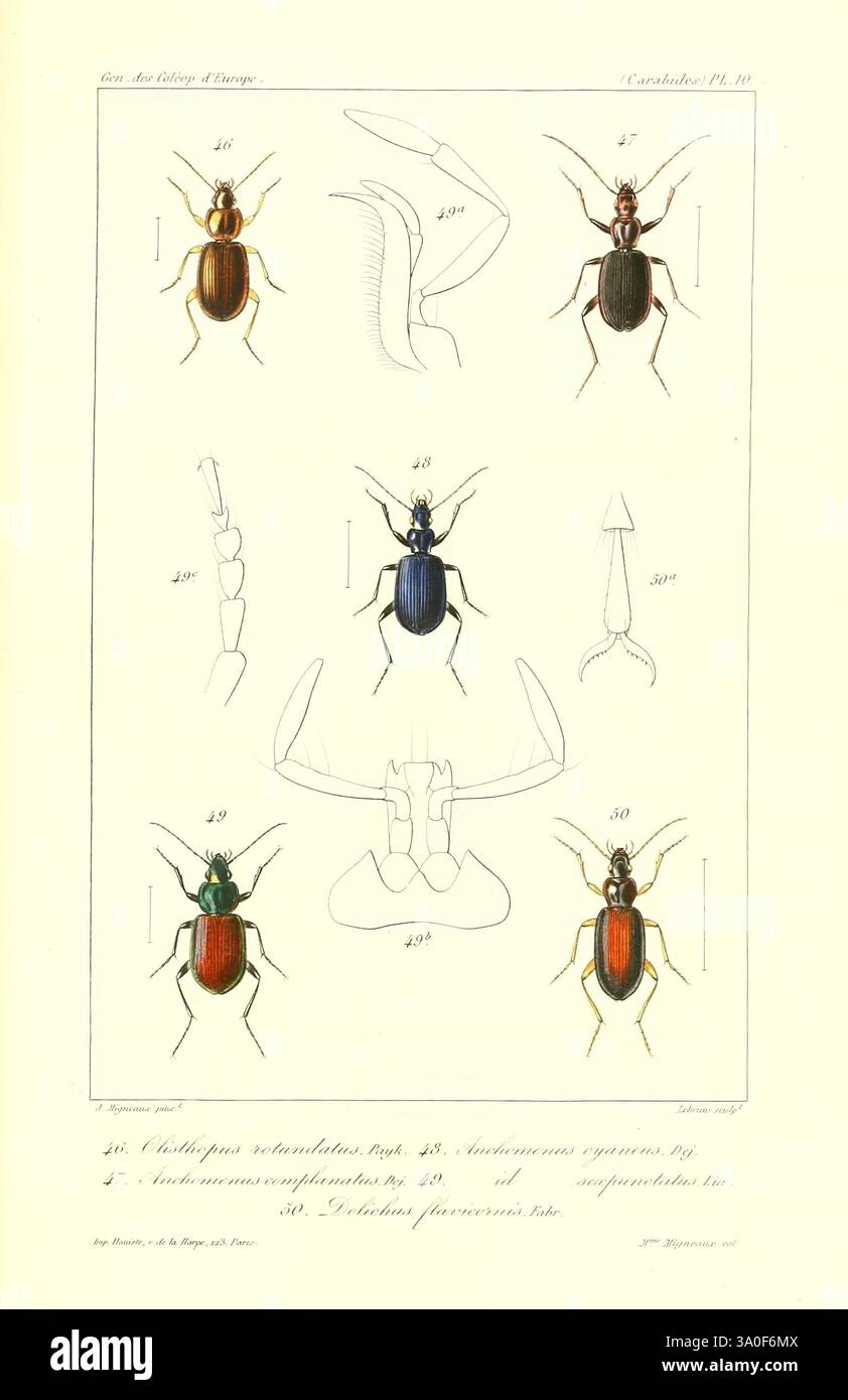 Genera, des, coléoptères, d'Europe, Paris, chez, A, Deyrolle, 1857-1868, coléoptères, Europe, pictural, œuvres., l'illustration présente un arrangement détaillé de diverses espèces de coléoptères, mettant en valeur leurs caractéristiques physiques distinctives. Chaque coléoptère est étiqueté avec un numéro, indiquant l'identification individuelle, et accompagné de dessins au trait complexes qui mettent en évidence des caractéristiques importantes telles que les antennes, la forme du corps et les motifs de coloration. La conception met l'accent sur la diversité morphologique au sein de ce groupe d'insectes, illustrant des vues dorsales et latérales. Cette composition sert de Banque D'Images