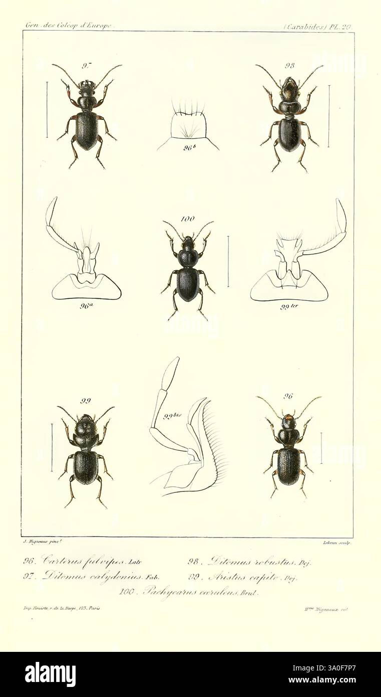 Genera des coléoptères d'Europe Paris chez A. Deyrolle 1857-1868 Beetles europe œuvres picturales, cette illustration présente diverses représentations détaillées de différentes espèces de fourmis, mettant en valeur leurs structures anatomiques sous de multiples angles. Chaque échantillon est méticuleusement étiqueté avec un numéro correspondant, fournissant une référence pour l'identification. Le dessin met en évidence des caractéristiques clés telles que la tête, les antennes, les jambes et les mandibules, permettant une étude complète de ces insectes. Le travail de ligne complexe et l'attention aux détails soulignent l'unicité de chaque fourmi, reflétant la diversité folle Banque D'Images