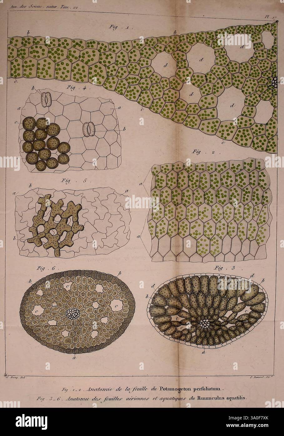 Annales des Sciences naturelles, Paris, Crochard, science, anatomie ...